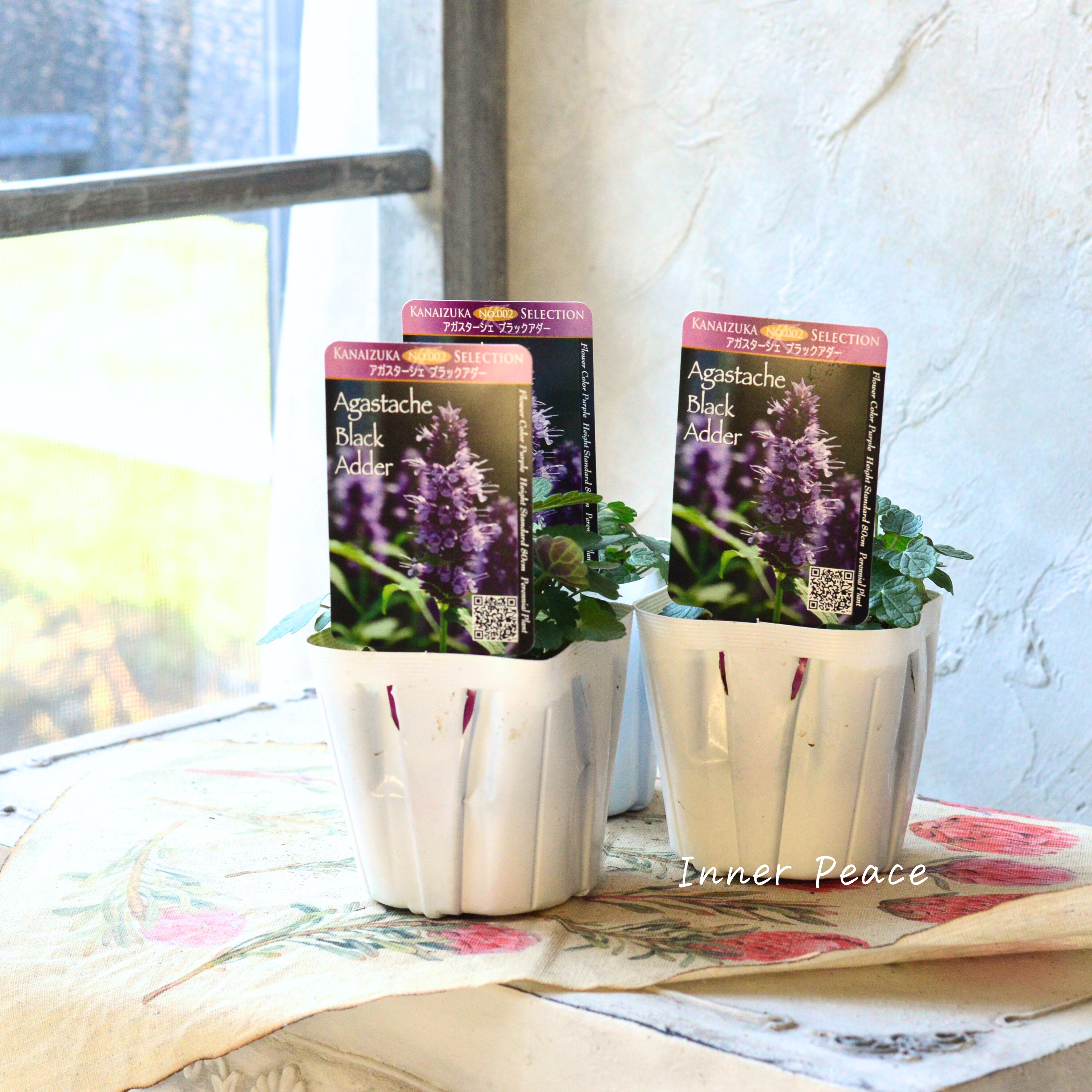 【暑さ寒さに強い】 アガスターシェ 『ブラックアダー』 3.5寸POT