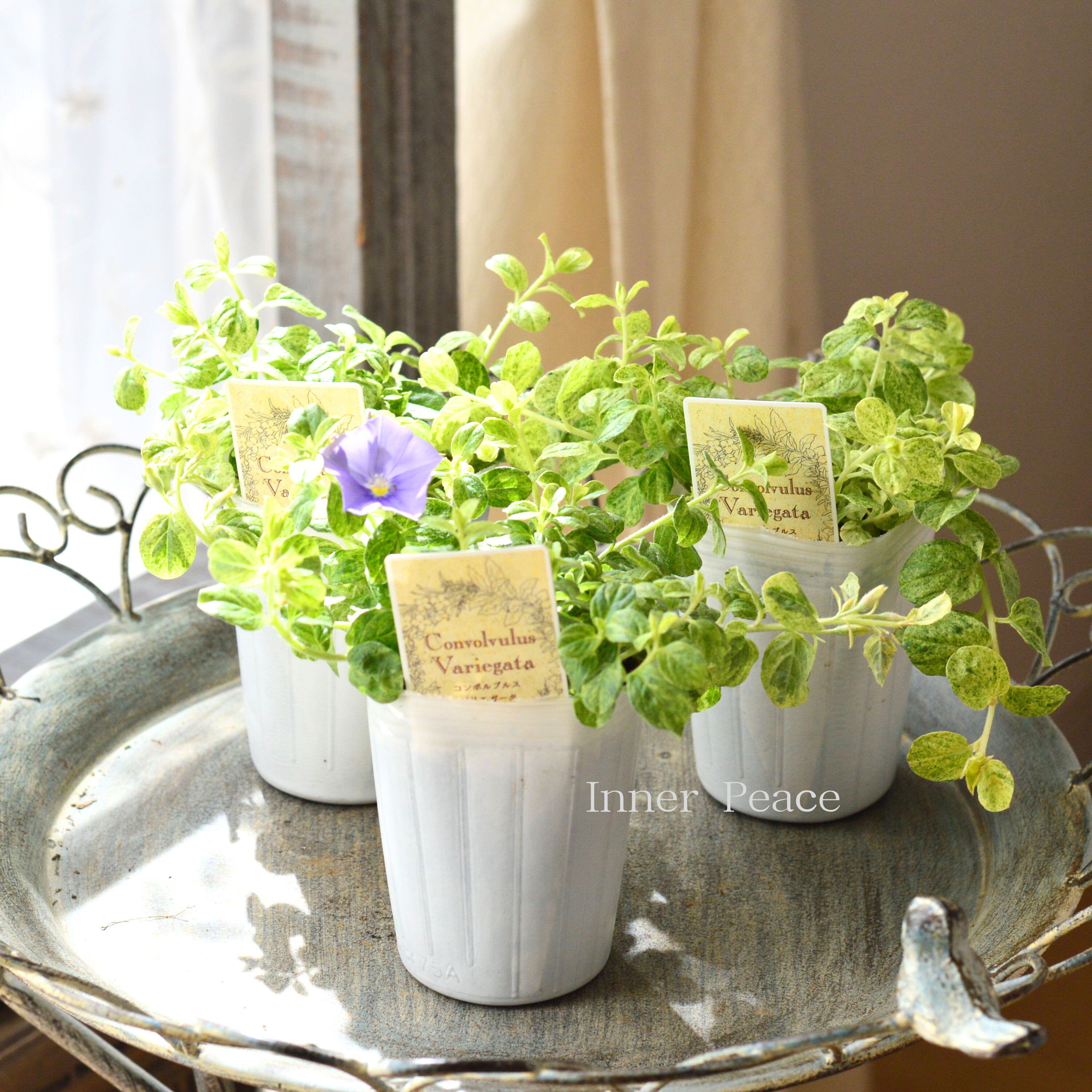 【斑入り】 コンボルブルス 『バリエガータ』 2.5寸ロングPOT