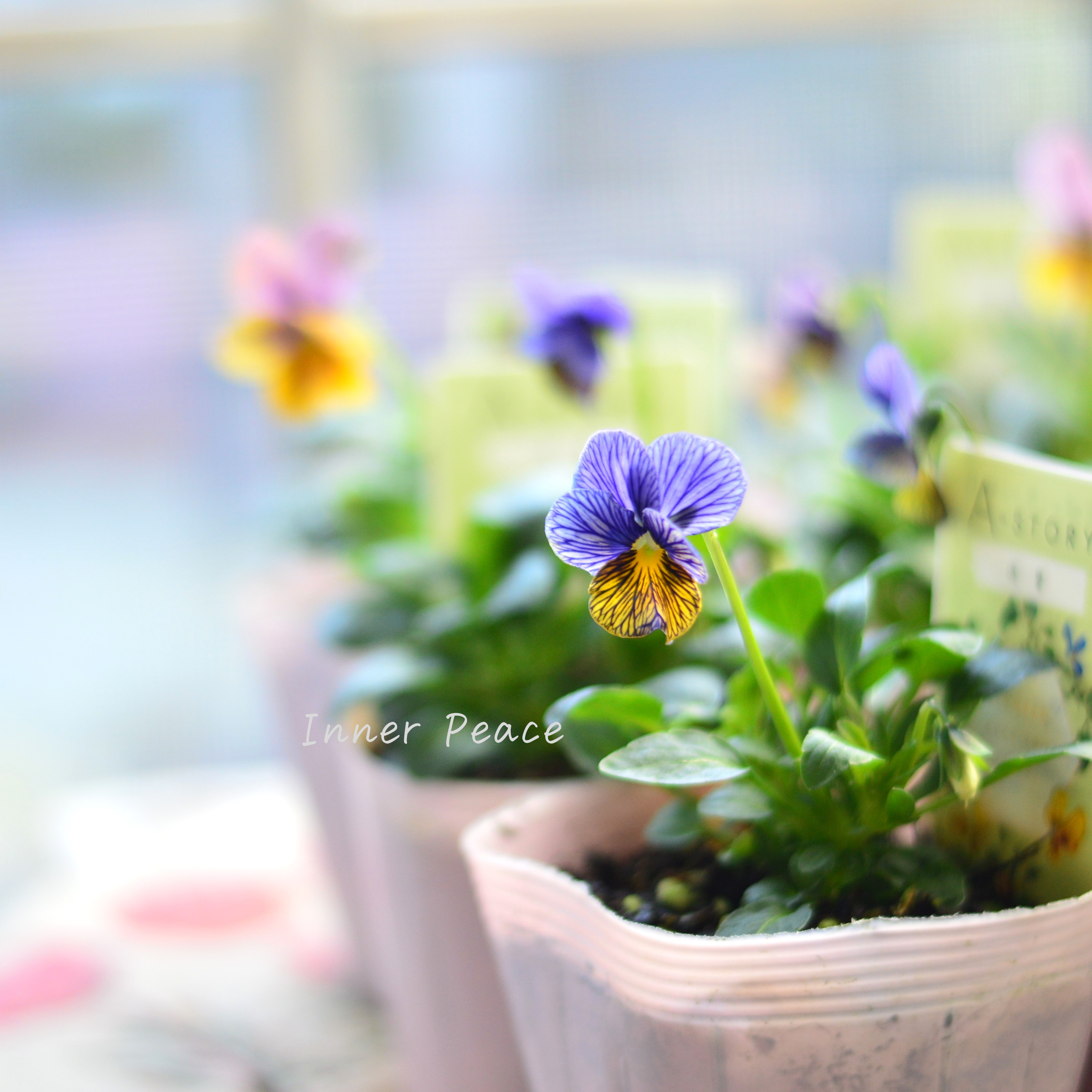 【石村あさみさん育種】 ビオラ 『A-STORY・流星』 3.5寸POT