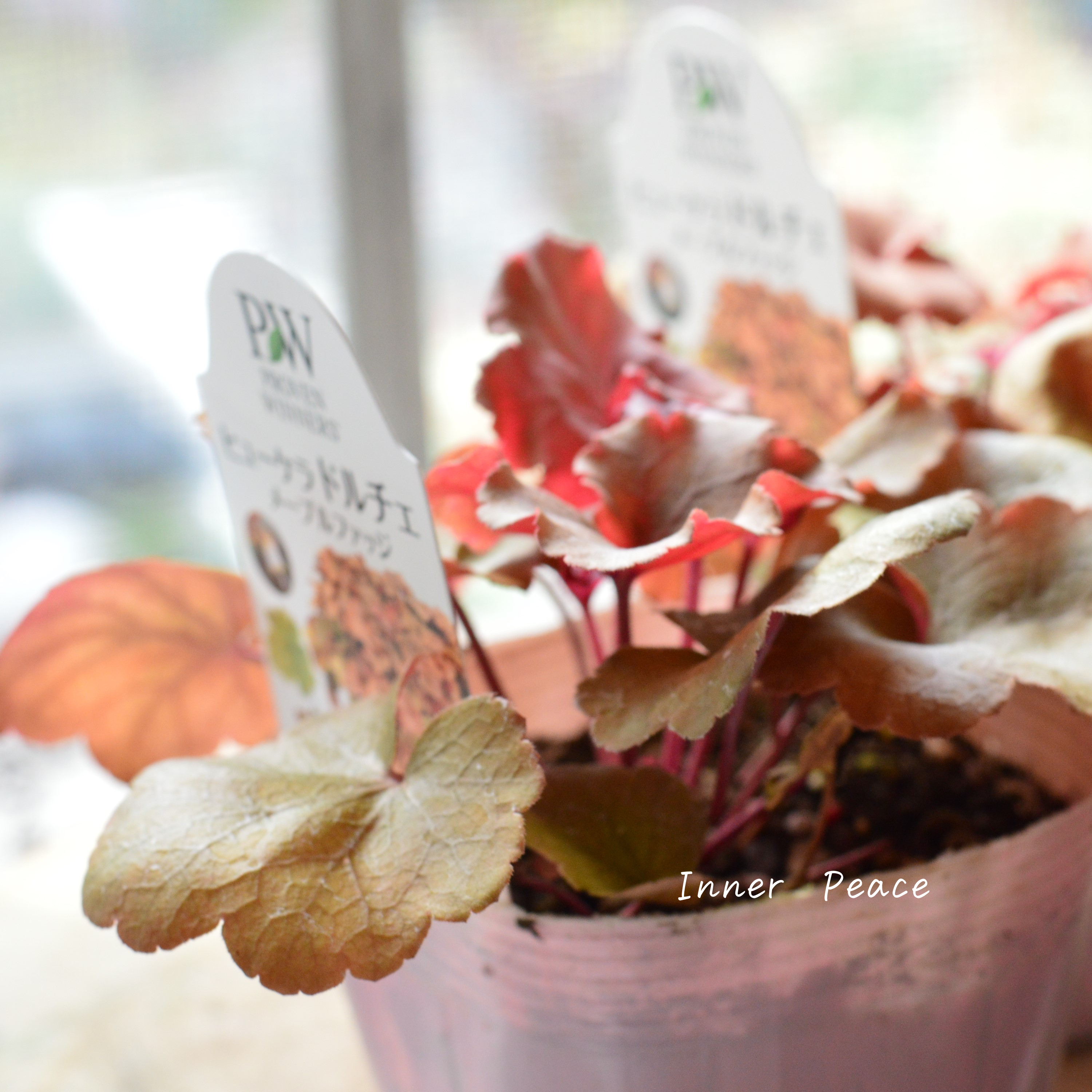 【PW】 ヒューケラ ドルチェ 『メープルファッジ』 3.5寸POT