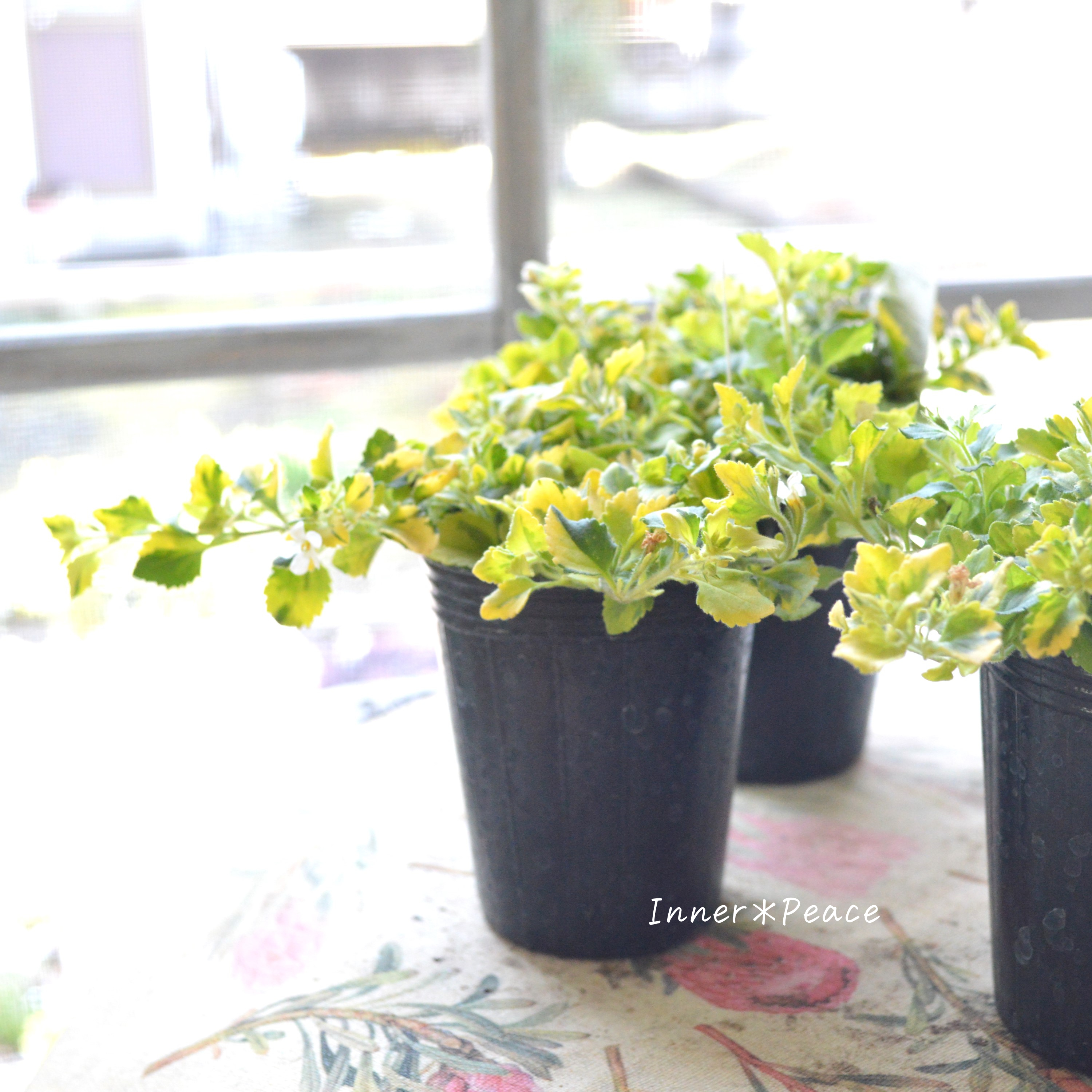 【斑入り】バコパ 『ライムバリエガータ』 2.5寸POT