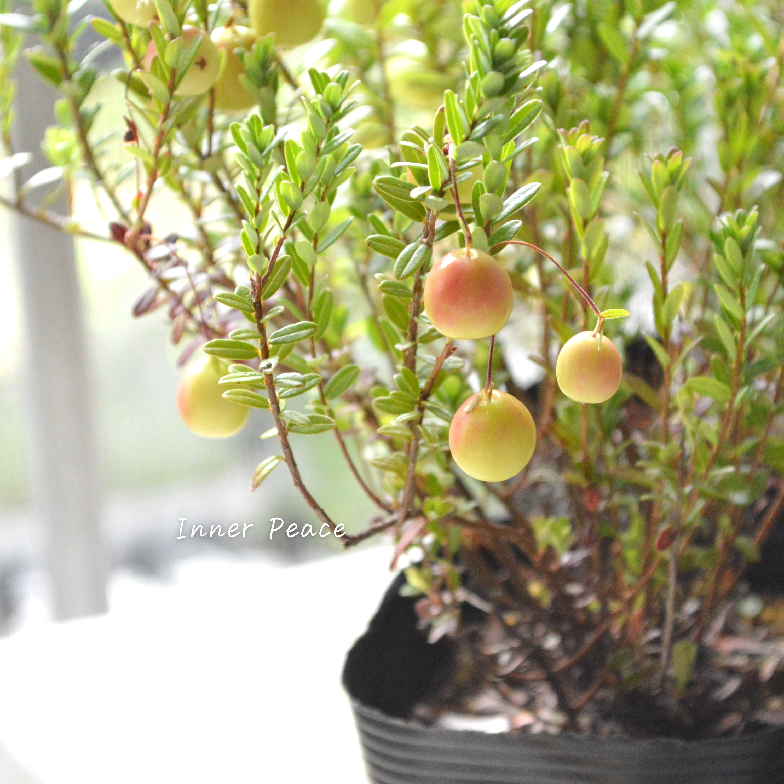 【かわいい】 クランベリー 『和名:つるこけもも』 3.5寸POT