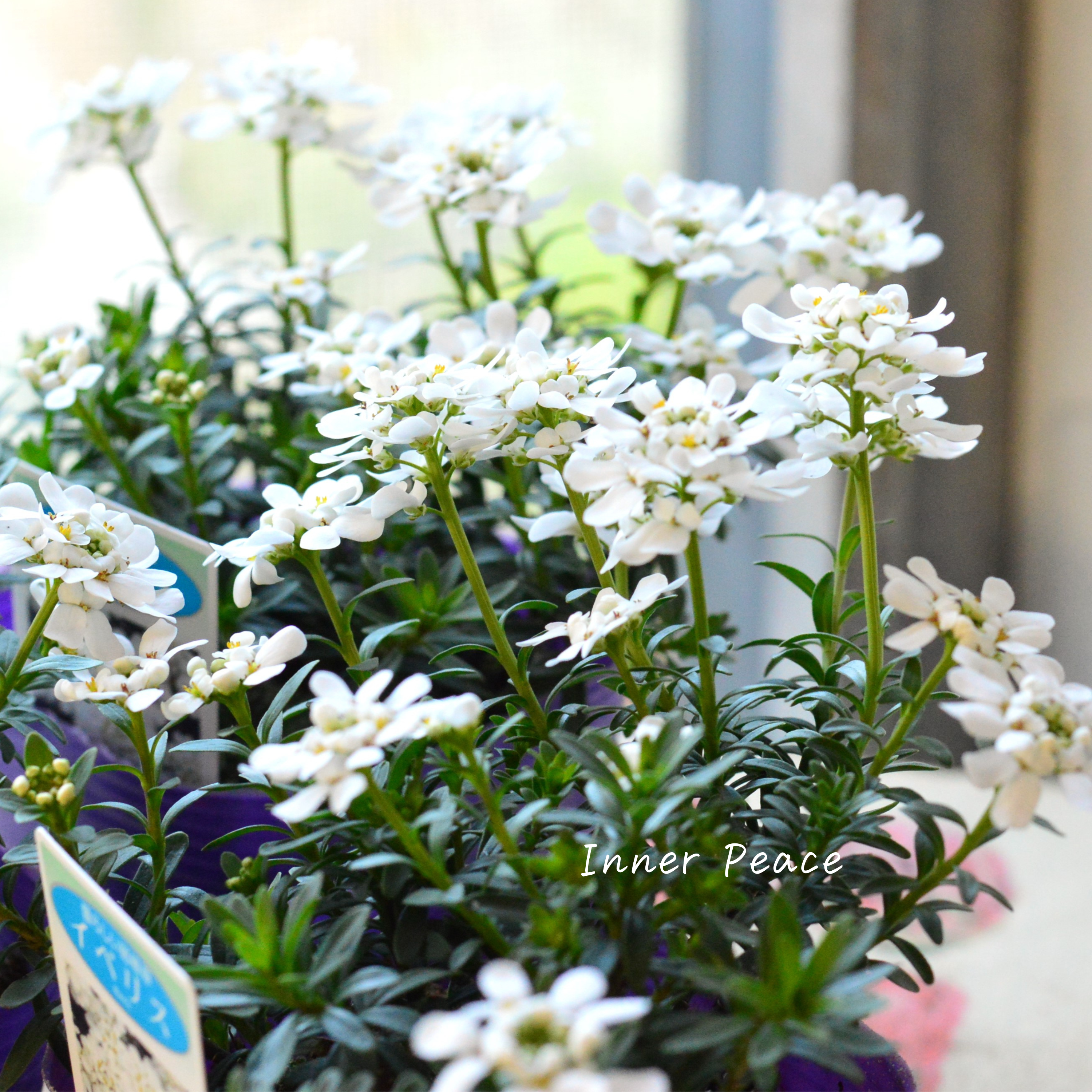 【寒さに強い】 宿根イベリス 3.5寸POT