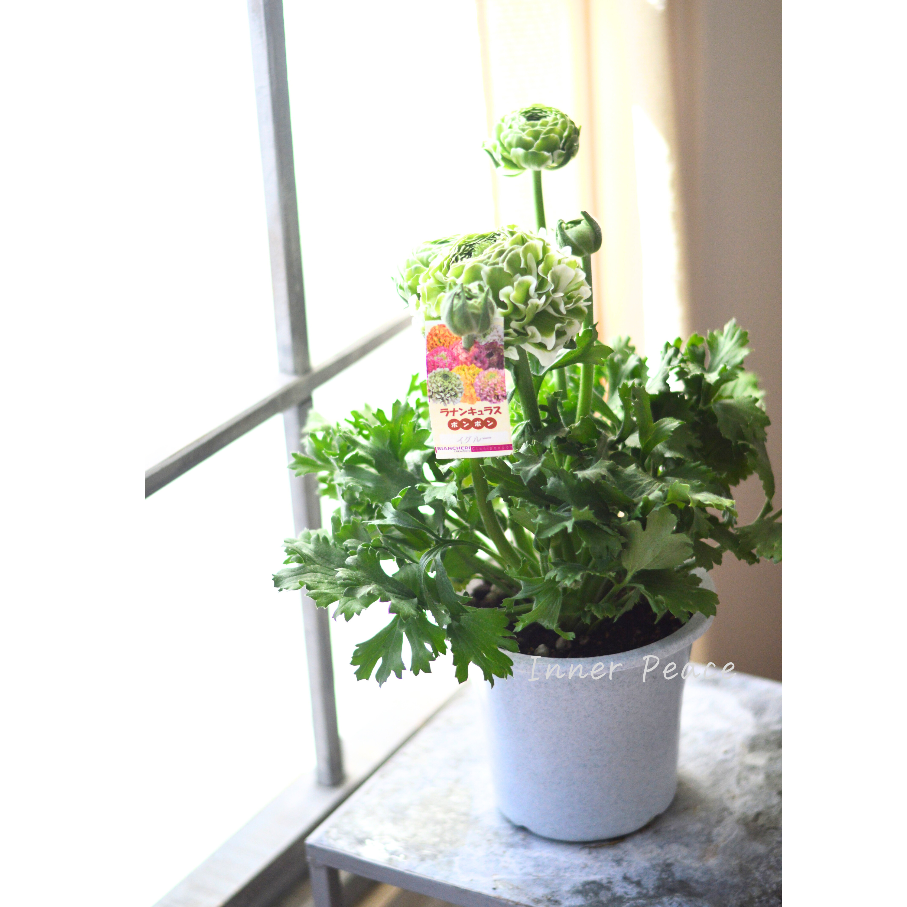 【希少】 ラナンキュラス・ポンポン 『イグルー』 5号鉢