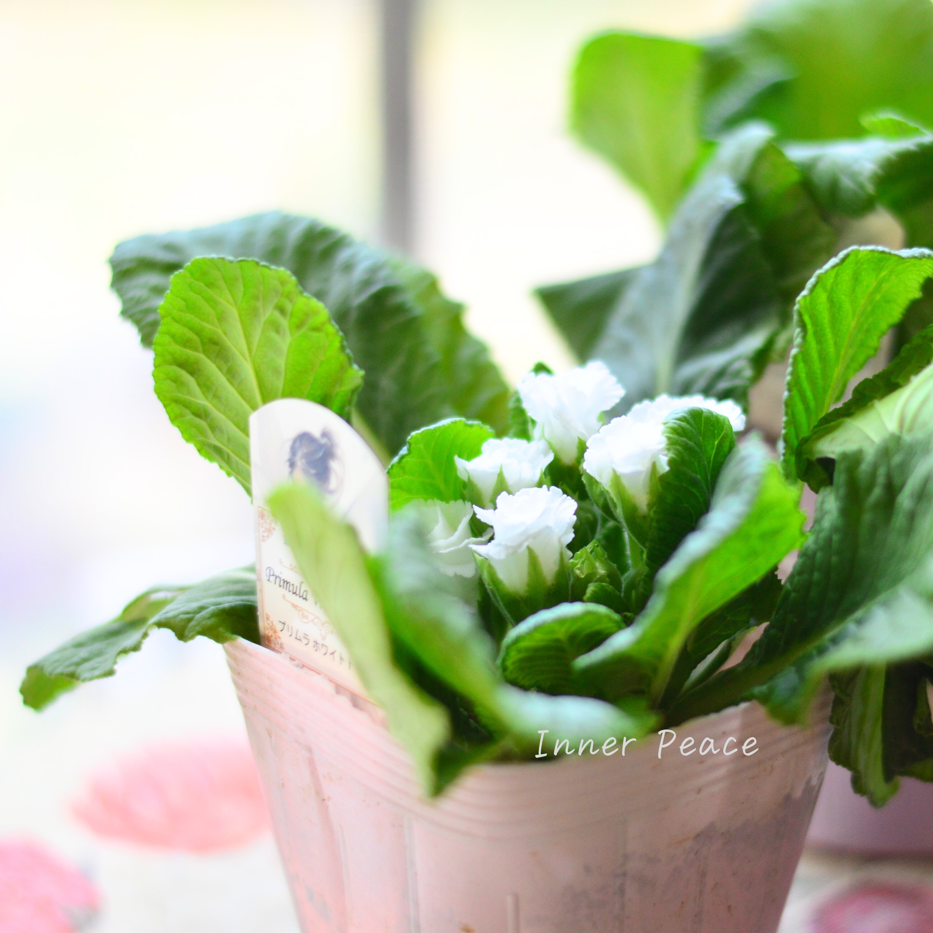 【美しい】 プリムラ・ジュリアン 『ホワイトドレス』 3.5寸POT