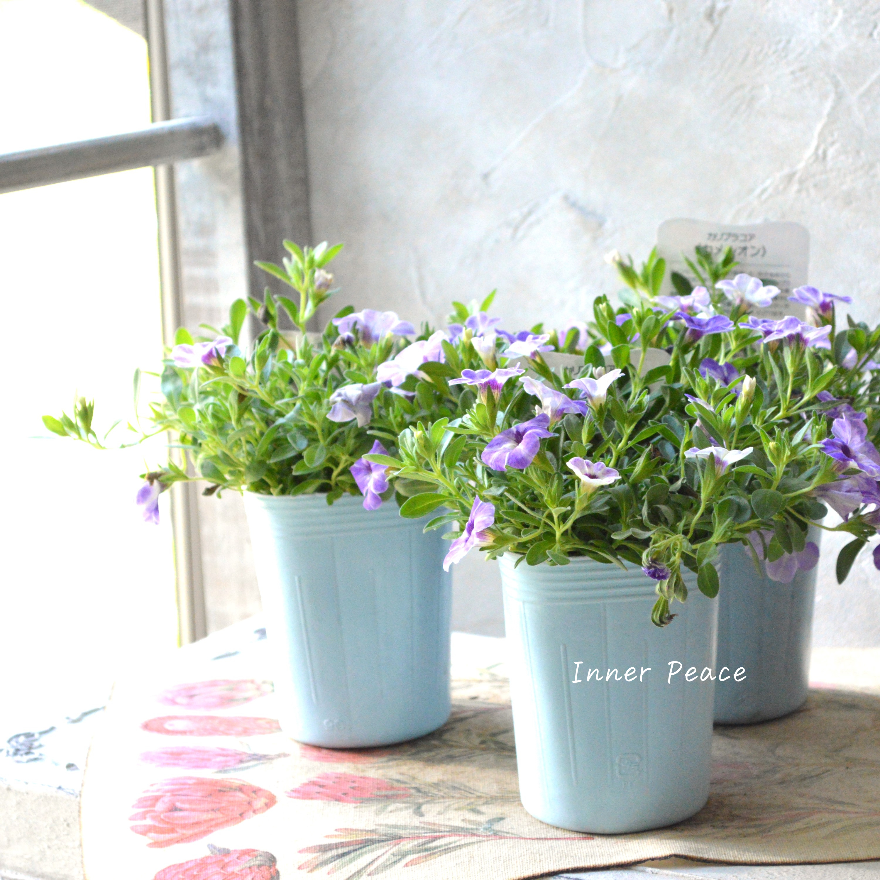 【暑さに強い】 カリブラコア 『カメレオン・フローズンアイス』 3.5寸POT