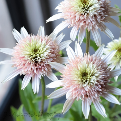 noix エキナセア確認用 noix様専用 エキナセア確認用 エキナセアの判定方法 (Echinacea purpurea)