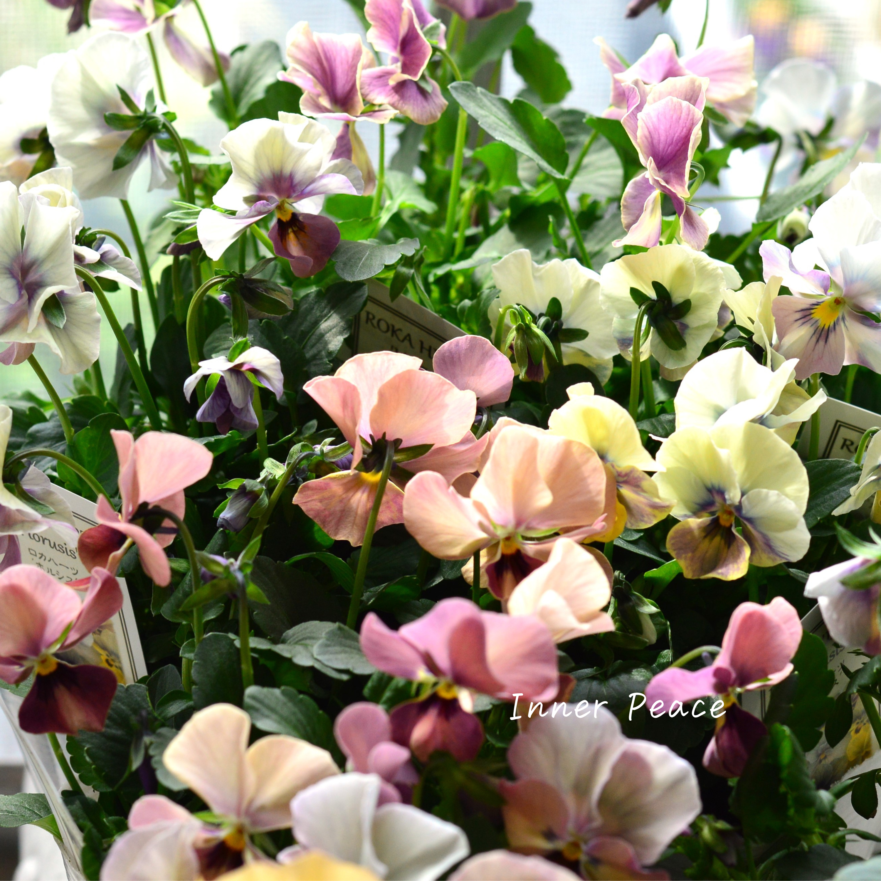 【美しい】 ビオラ ロカハーツ 『ホルシス』 3.5寸POT