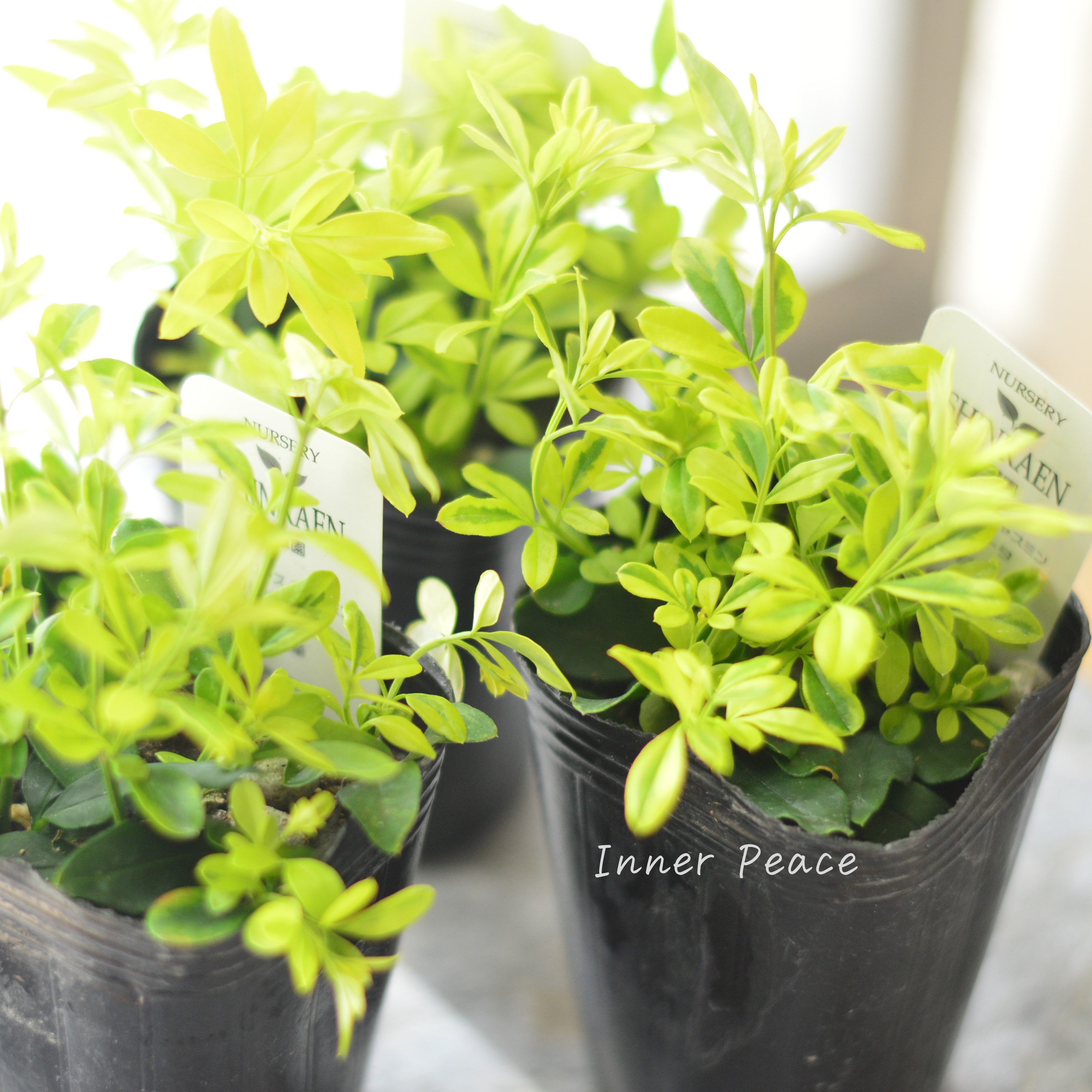 【斑入り】 プリムローズジャスミン 『バリエガータ』 2.5寸POT