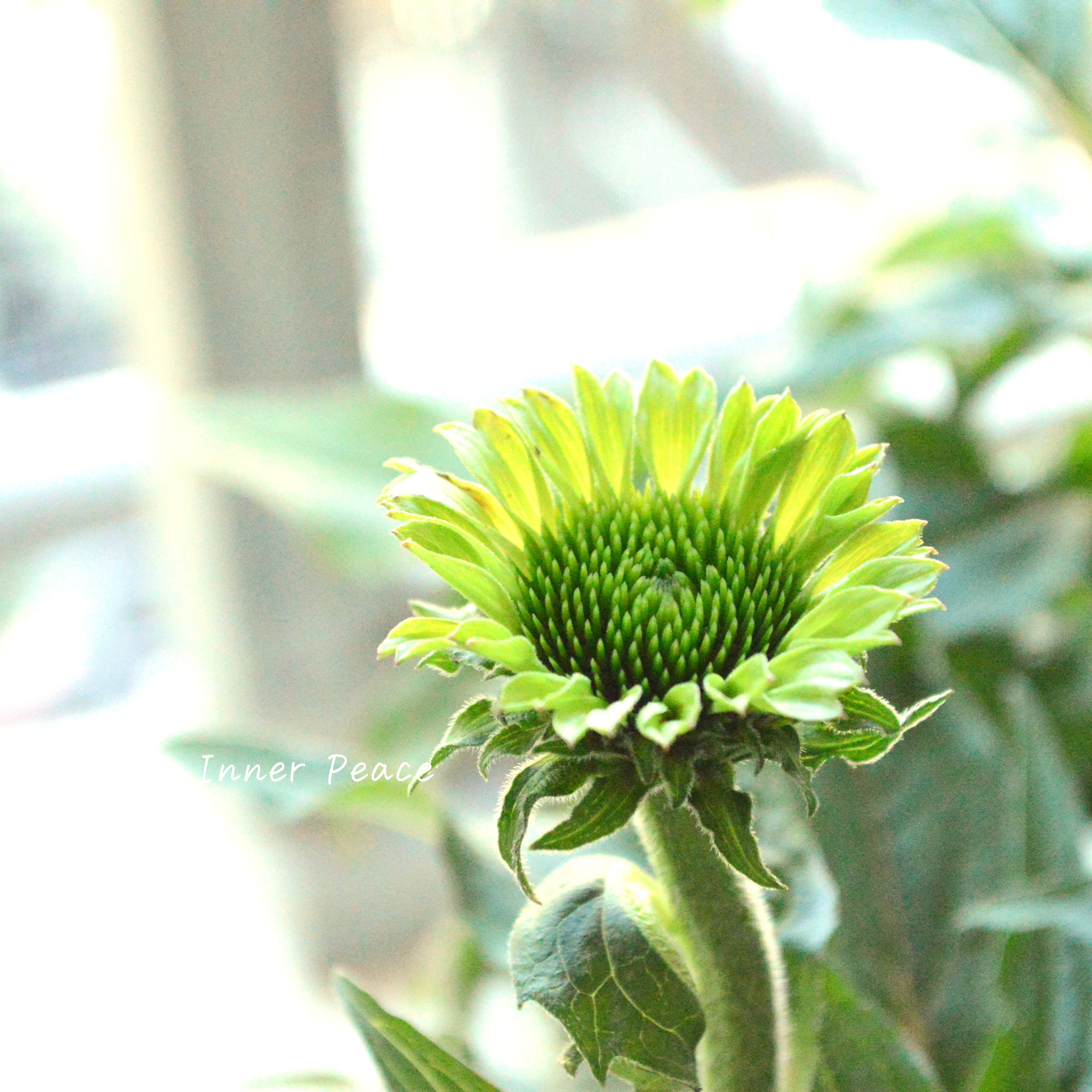 【暑さ寒さに強い】 エキナセア 『プレーリーブレイズ・ヴィンテージライム』 3.5寸POT