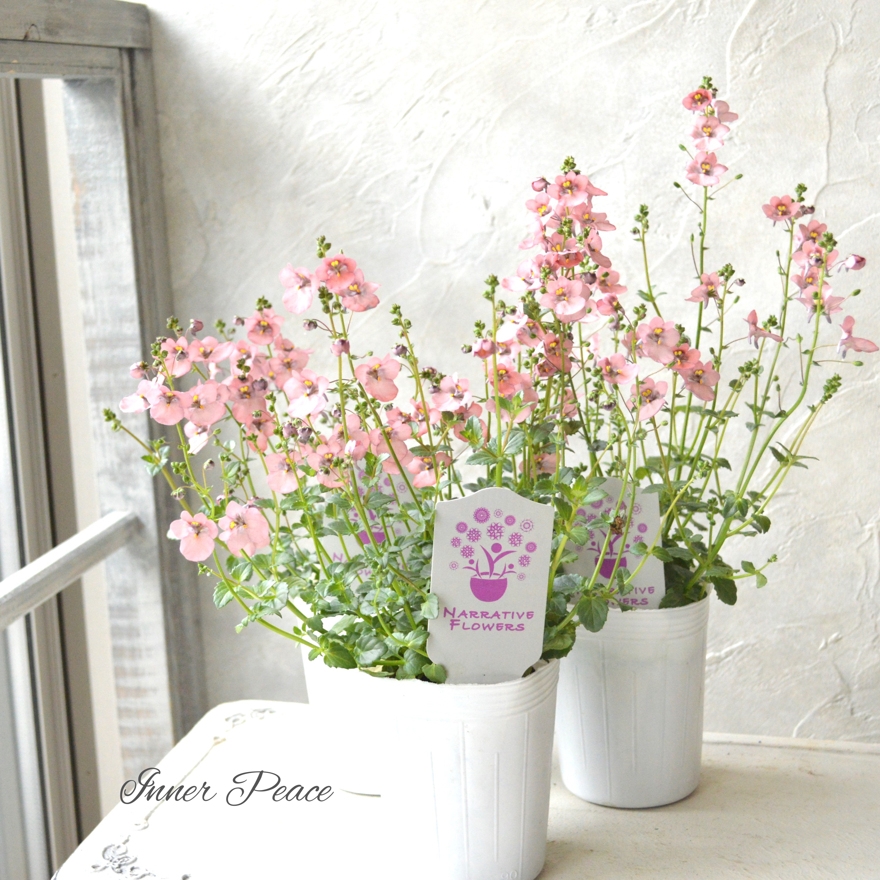 【ナラフラさん】 ディアスシア 『グレーアッシュピーチ』 3寸ロングPOT