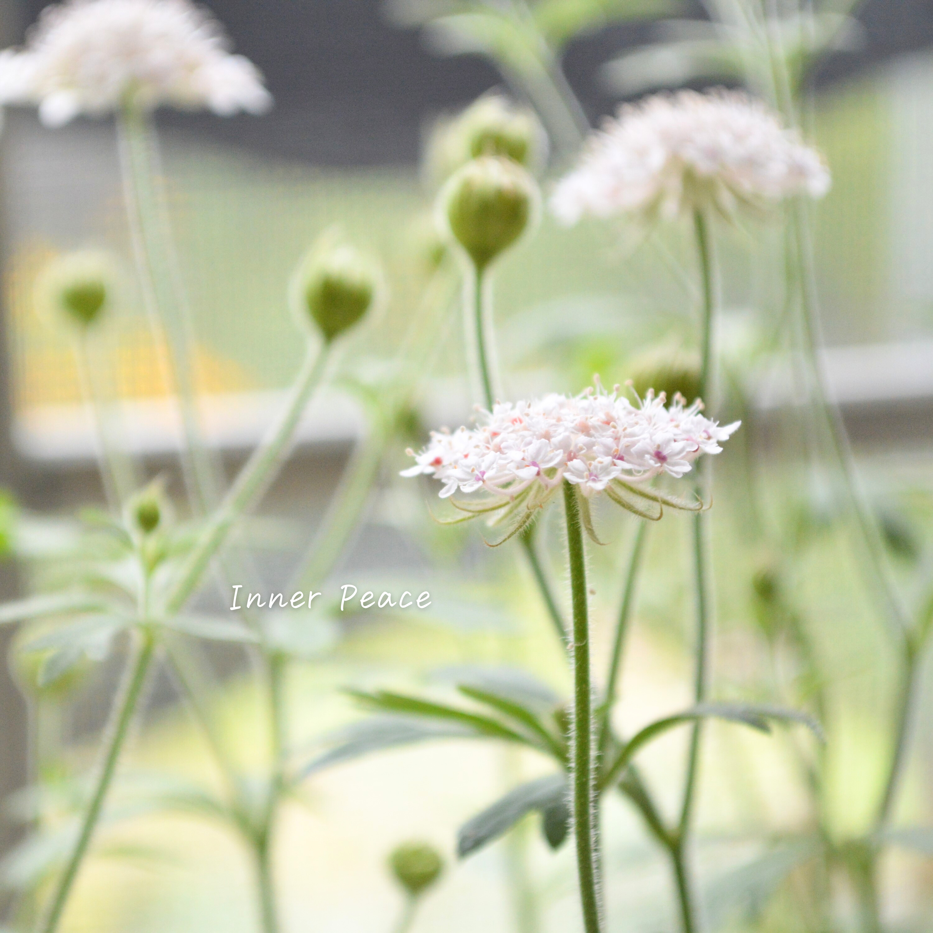 【美しい】 ピンクレースフラワー 3寸POT