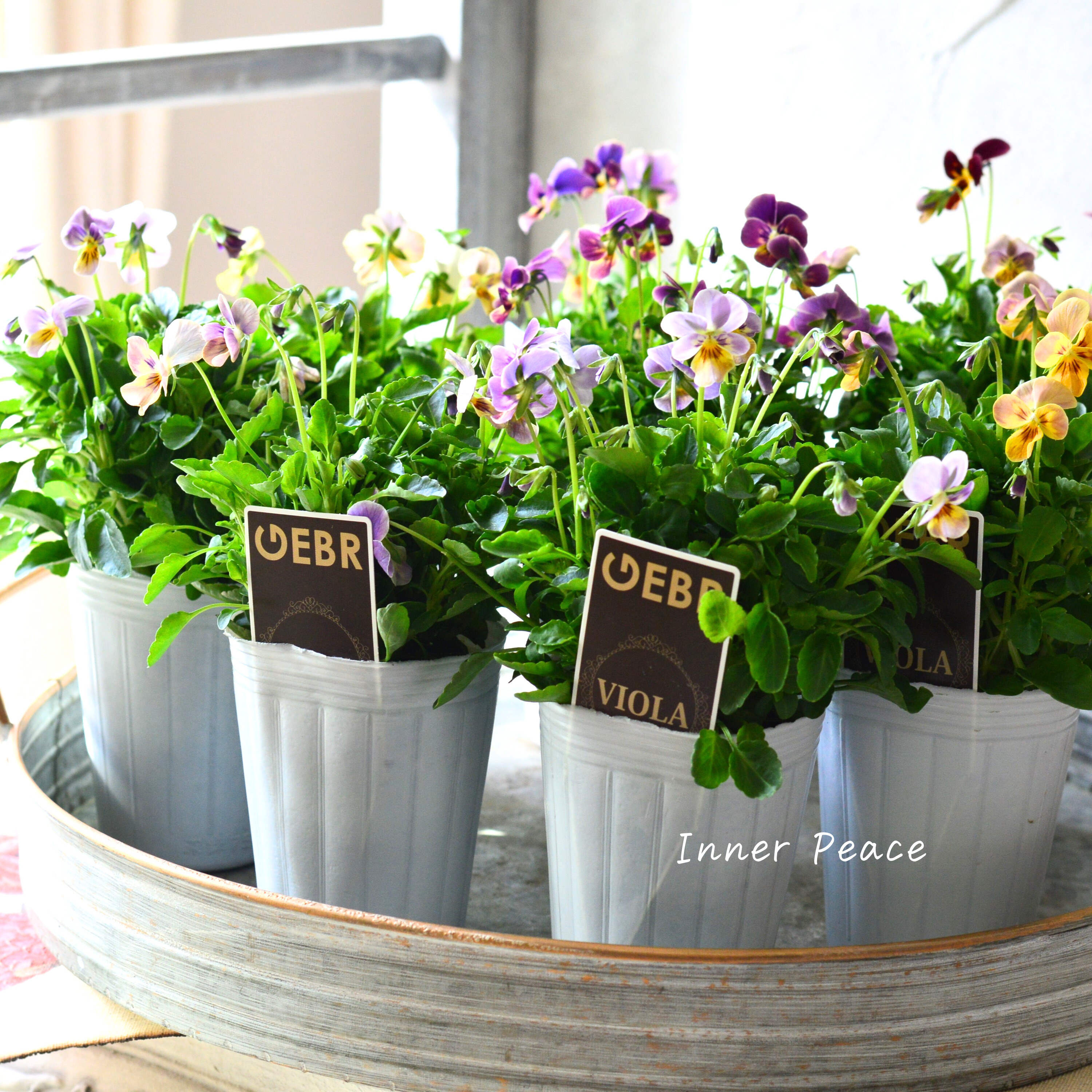 【ゲブラさん】 ビオラ 『ミックス』 2.5寸POT