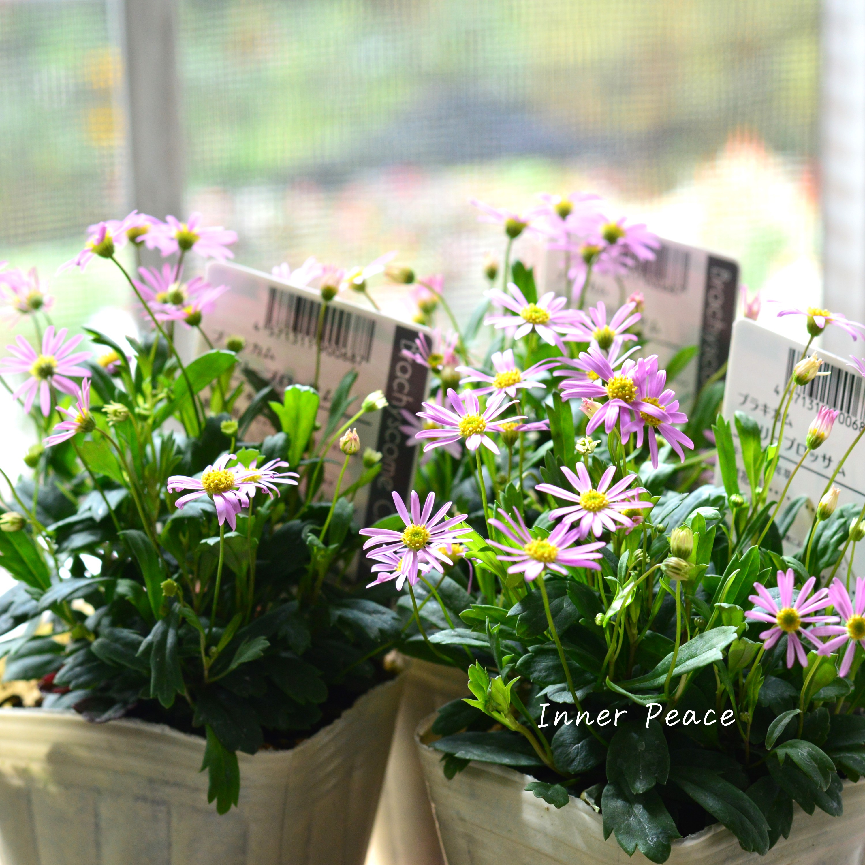 【かわいい】 ブラキカム 『チェリーブロッサム』 3寸POT