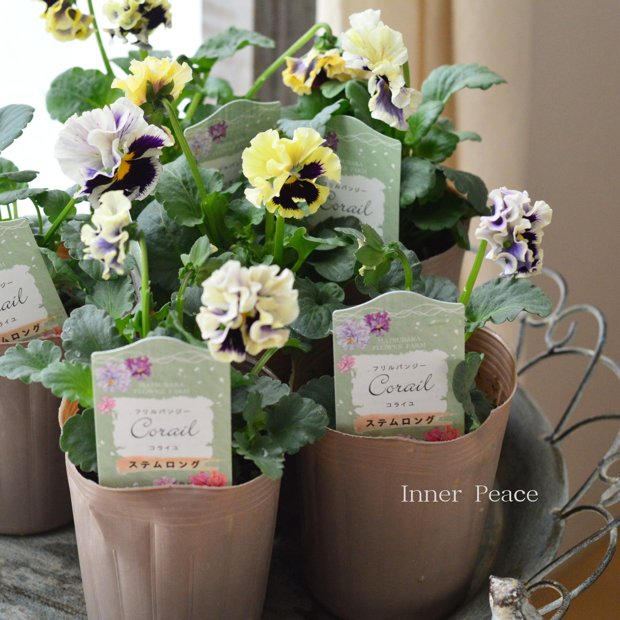 【素敵】 パンジー 『コライユ・ステムロング カスタードベリー』 3寸ロングPOT