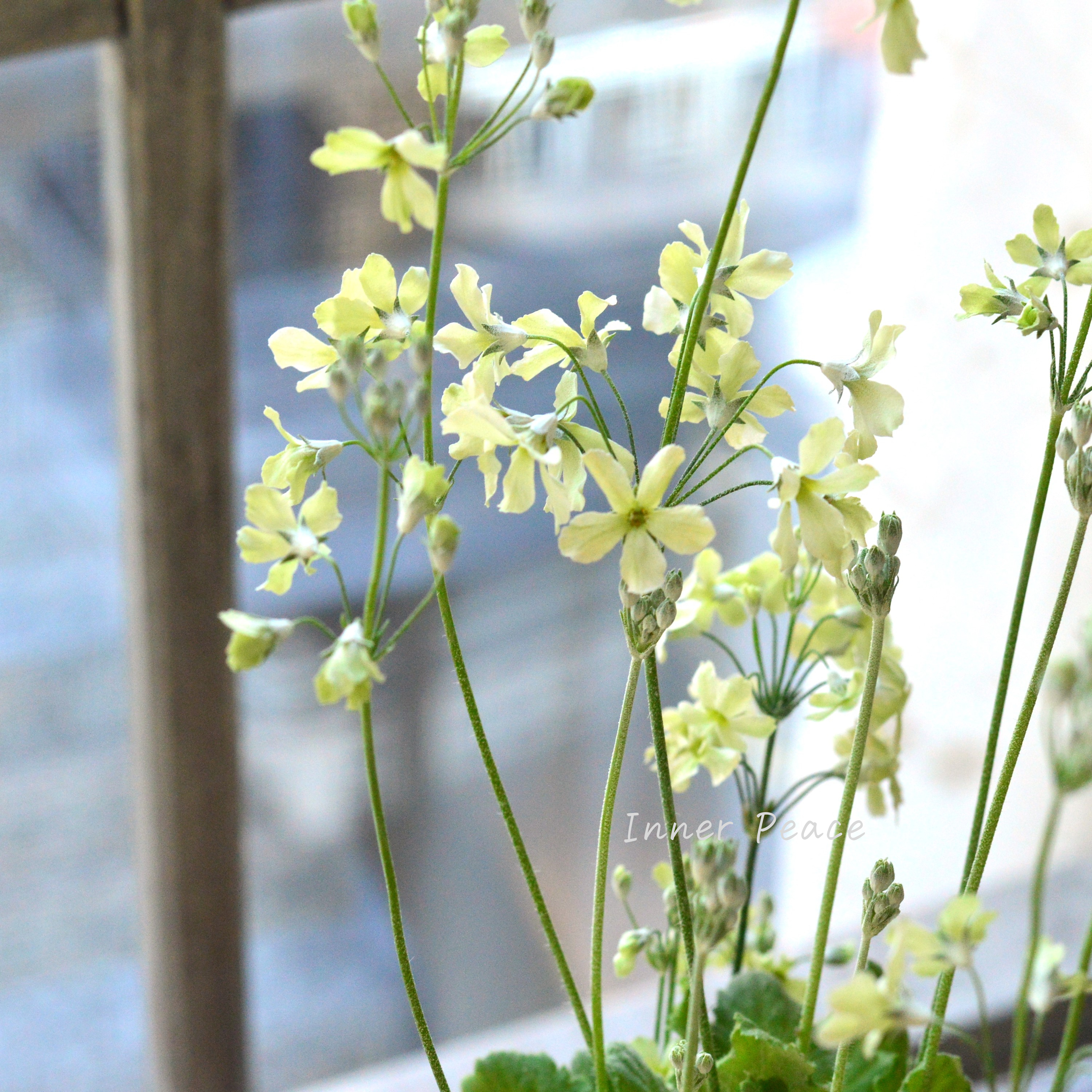 【可憐】 プリムラ マラコイデス 『イーライムダブル』 3.5寸POT