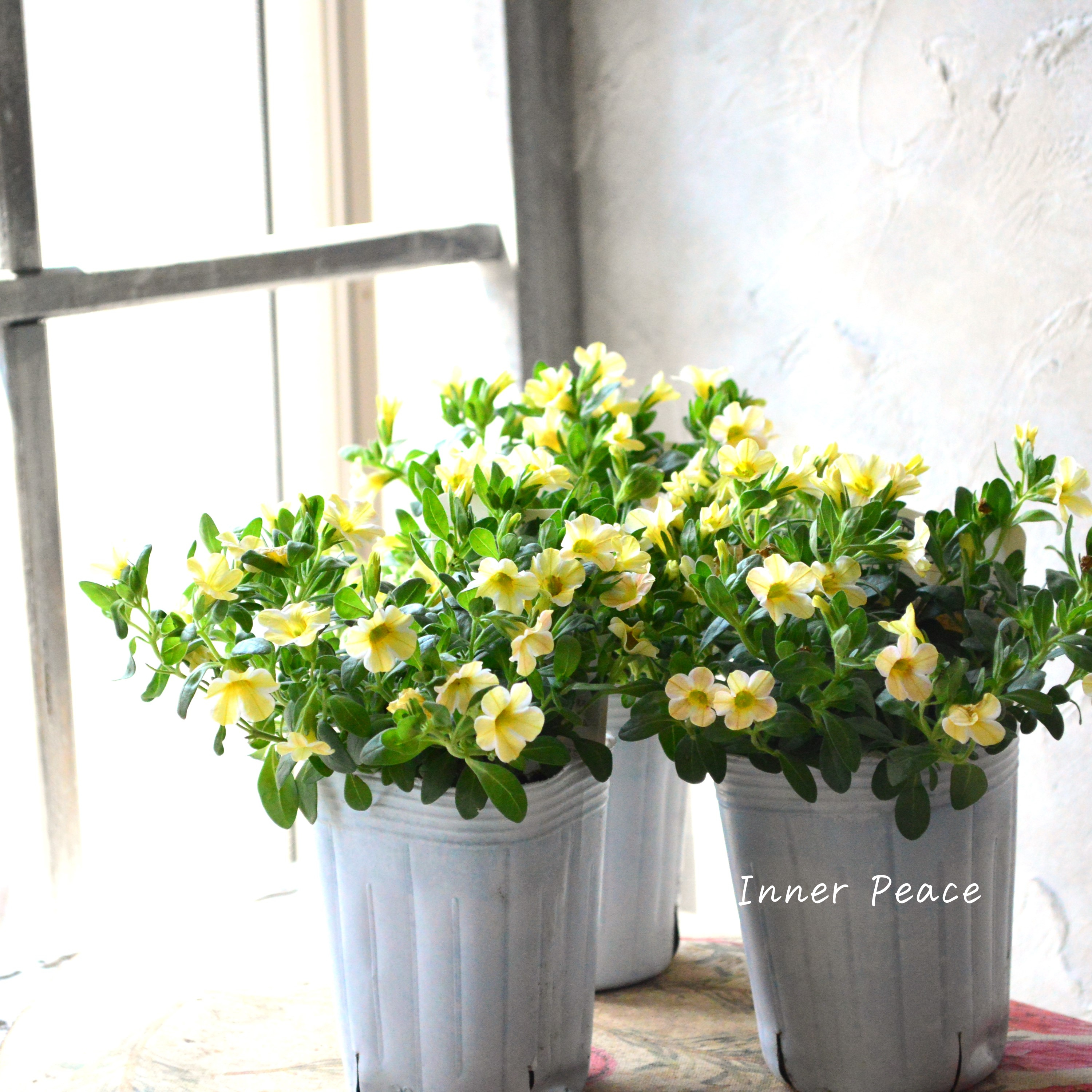 【暑さに強い】 カリブラコア 『キャラメル』 3寸ロングPOT