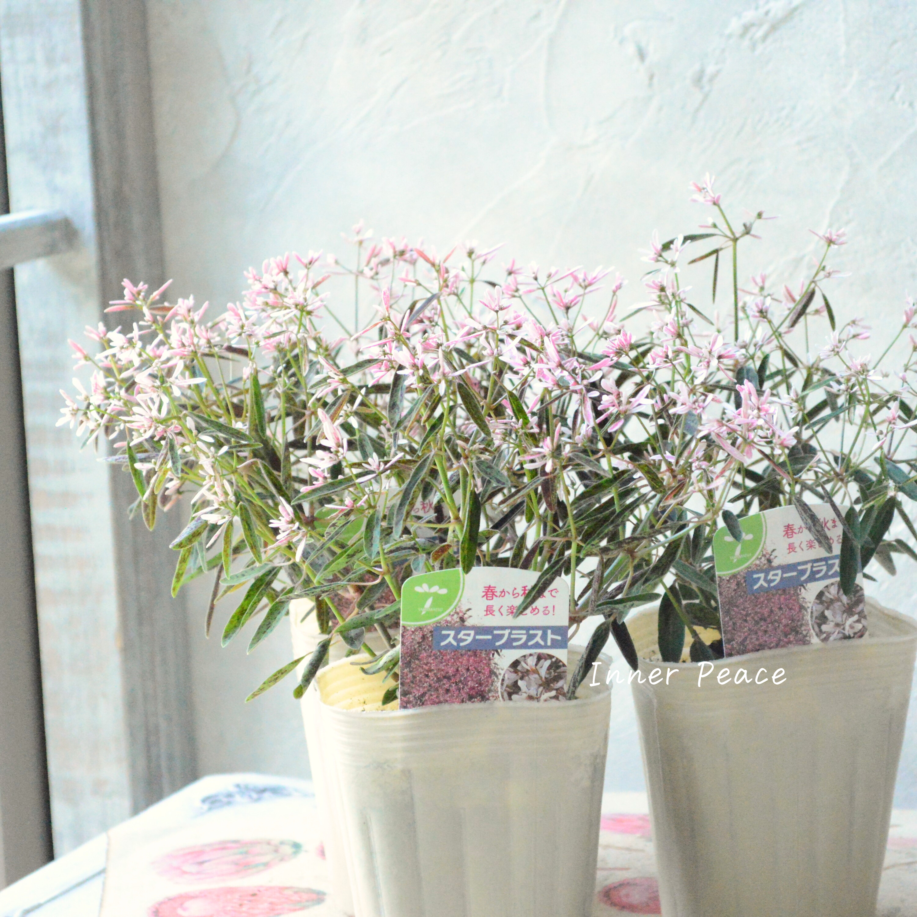 【暑さに強い】 ユーフォルビア 『スターブラスト』 3.5寸POT