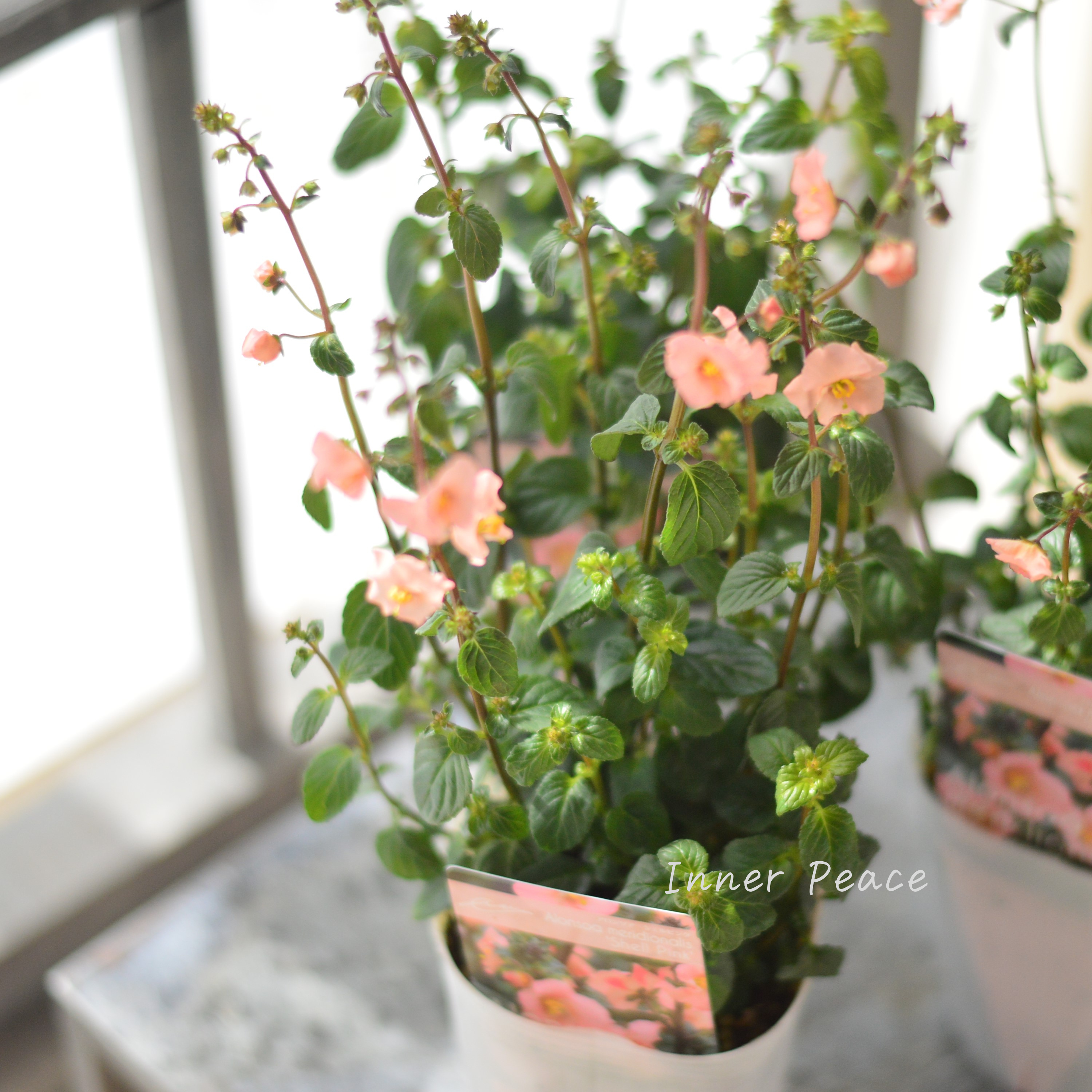 【開花期が長い】 アロンソア 『シェルピンク』 3寸ロングPOT