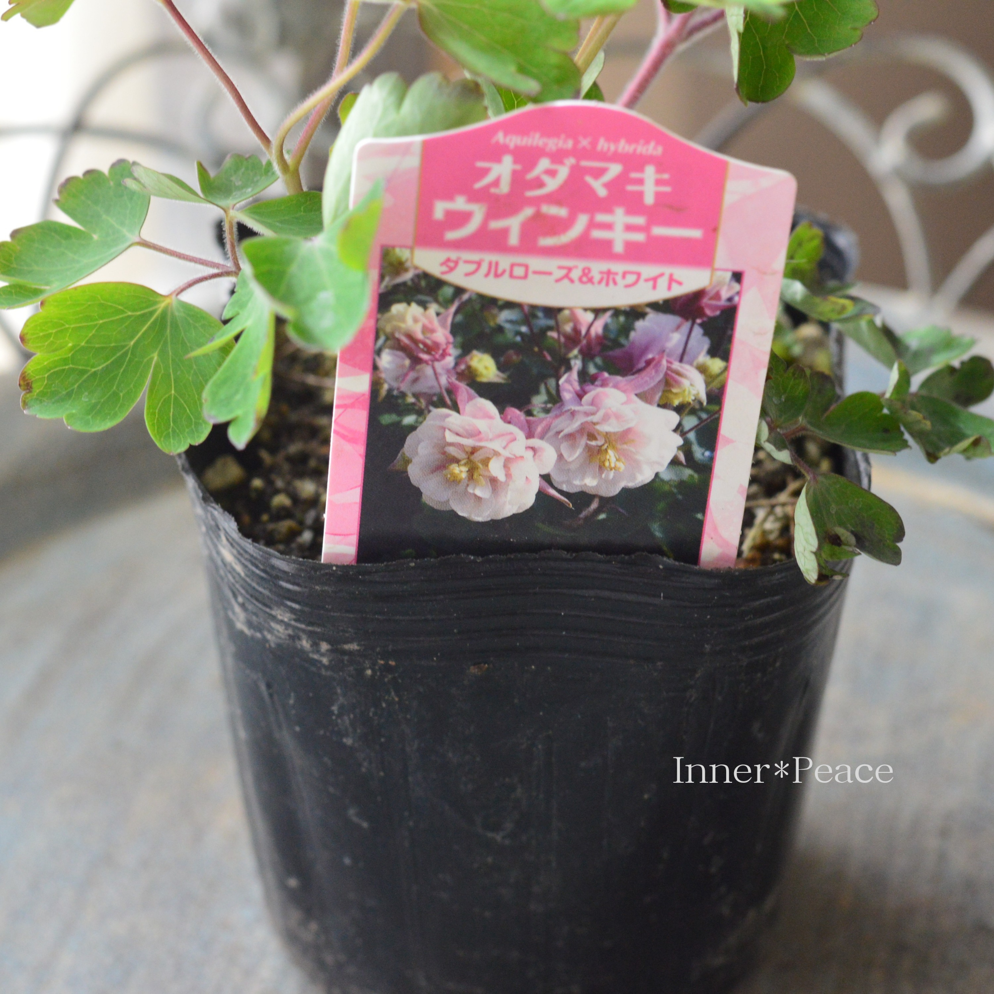 Flowerさま国産素焼き5号鉢たまごを抱いたうさぎさん両面仕様クラシックローズ 八重咲き】 オダマキ・ウインキー 『ダブルローズ＆ホワイト』 3.5寸POT