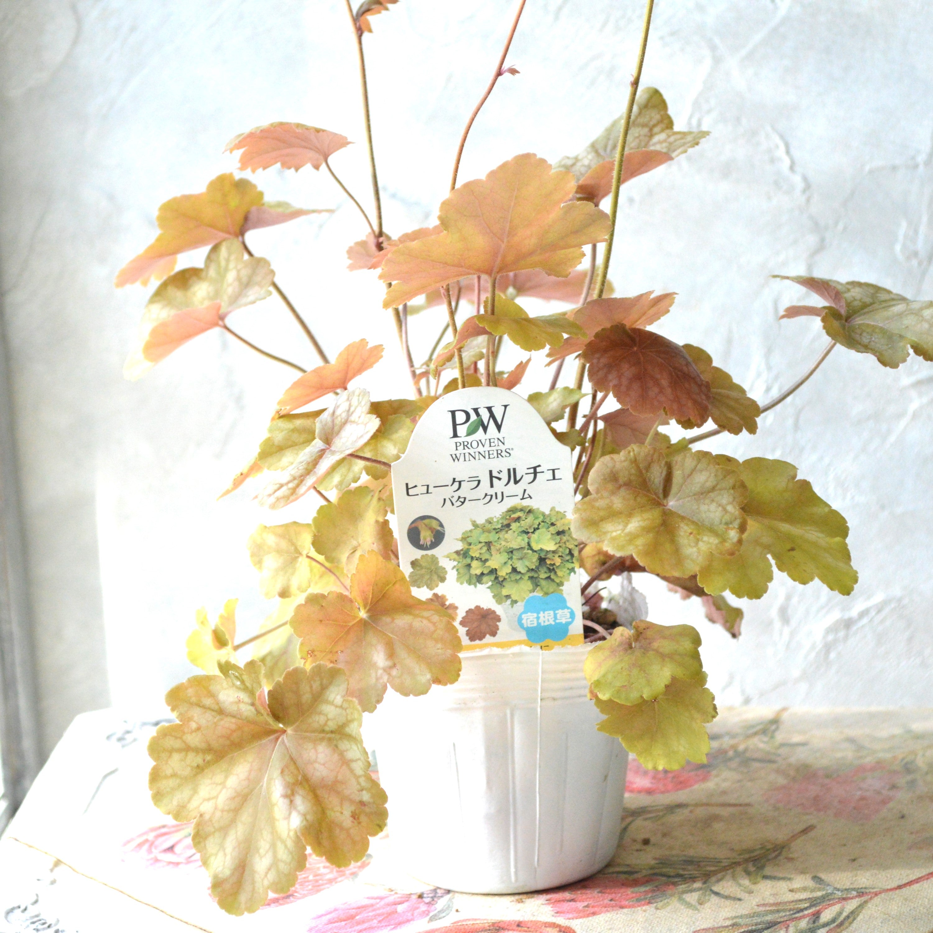 【PW】 ヒューケラ ドルチェ 『バタークリーム』 3.5寸POT