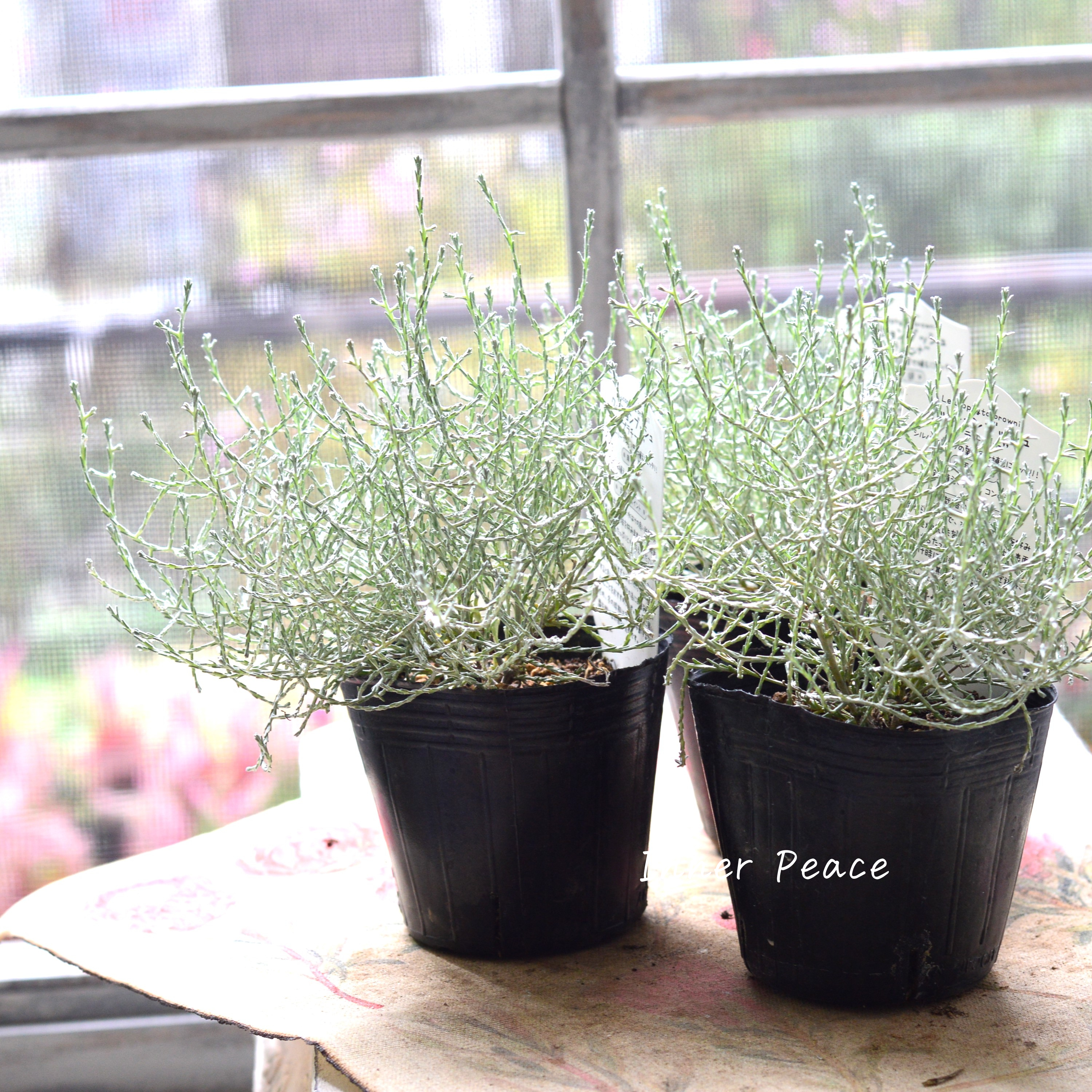 【寄せ植えに】 プラチーナ 3寸POT