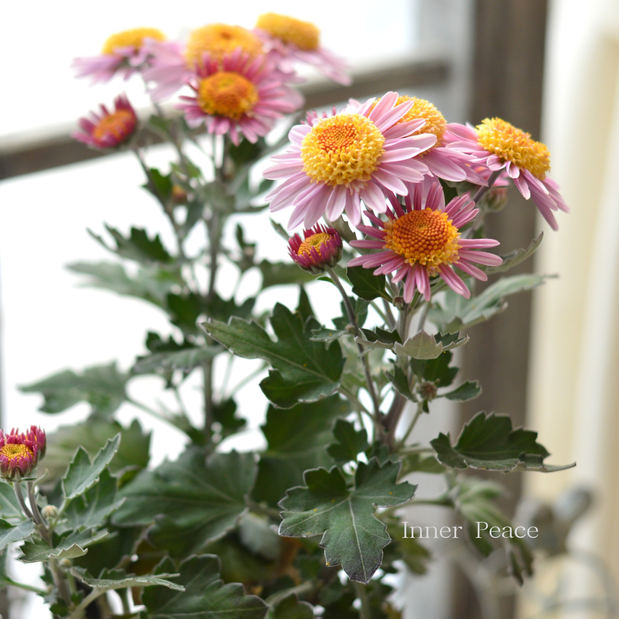 【かわいい】 フローズンマム 『メローピンク』 3.5寸POT