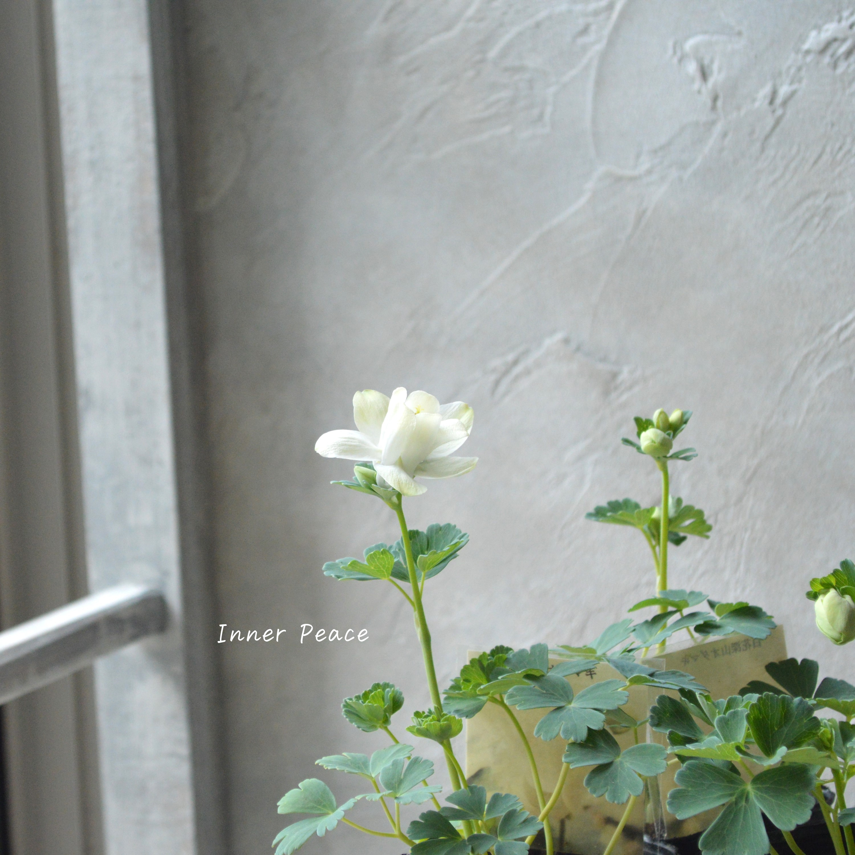 【美しい】 深山オダマキ 『白花』 3寸POT