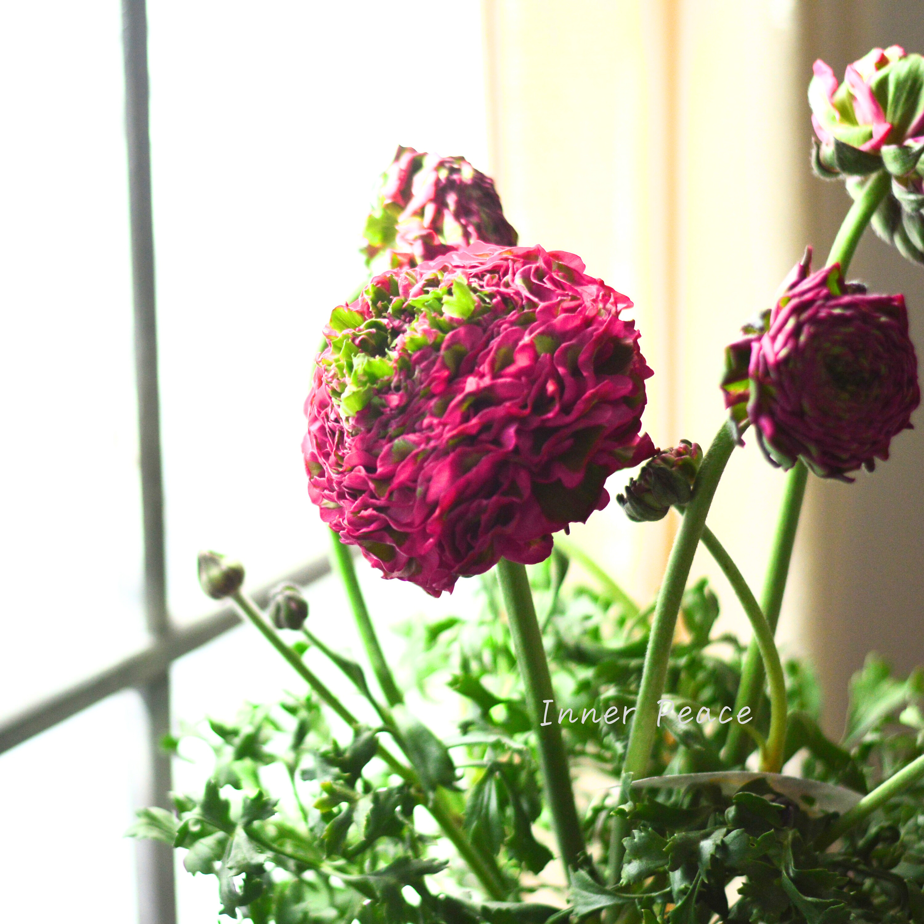 【希少】 ラナンキュラス・ポンポン 『アラジン』 5号鉢