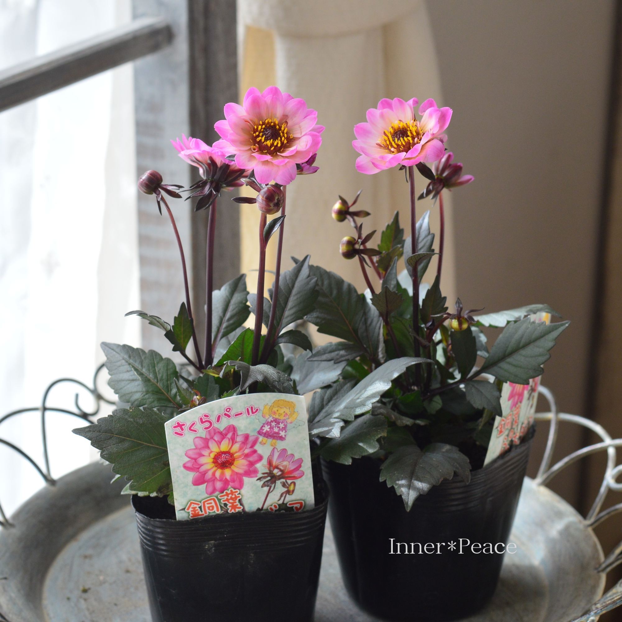 【宿根】 銅葉 ぷちダリア 『さくらパール』 3.5寸POT