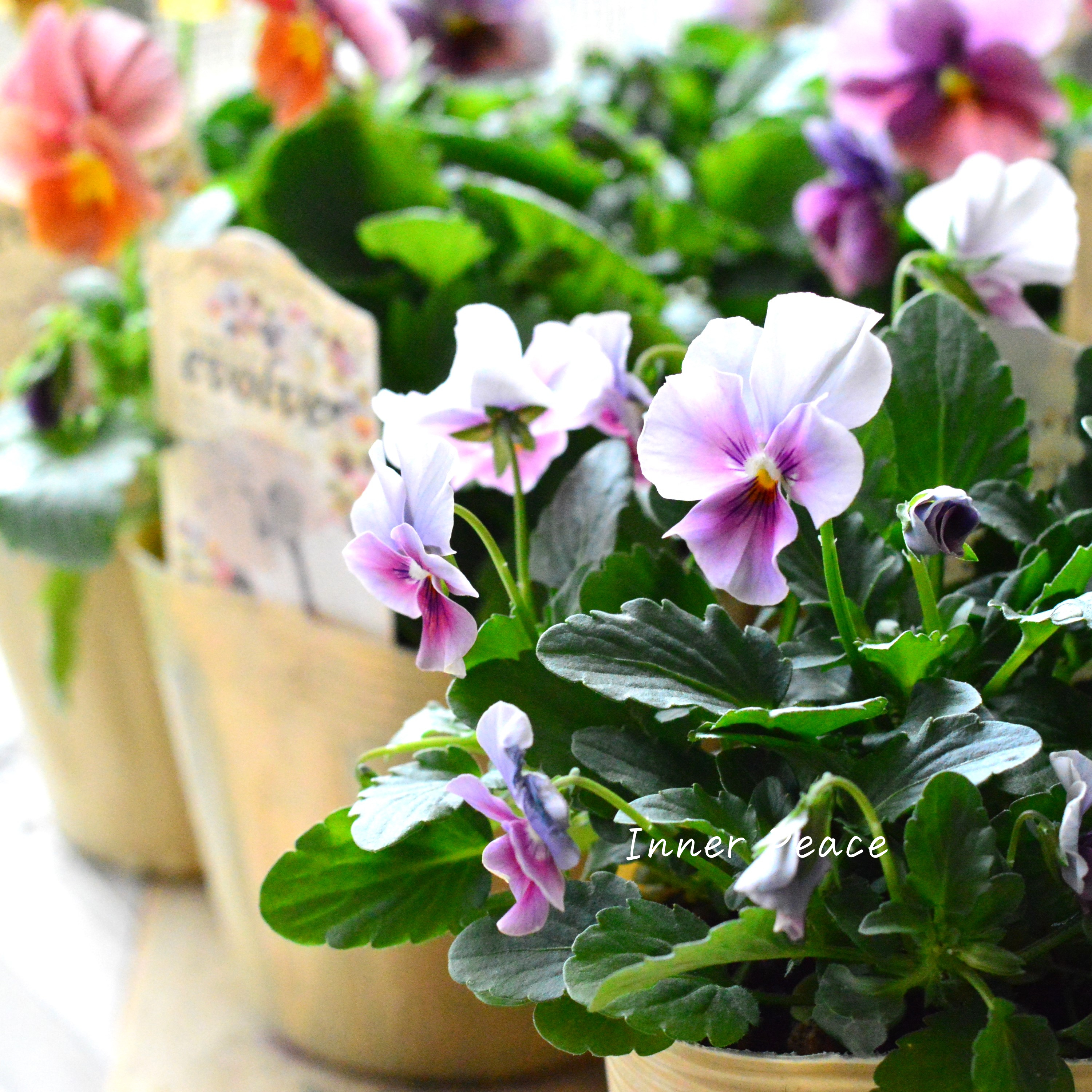 【美しい】 ビオラ 『evolve ~エボルベ~』 3.5寸POT