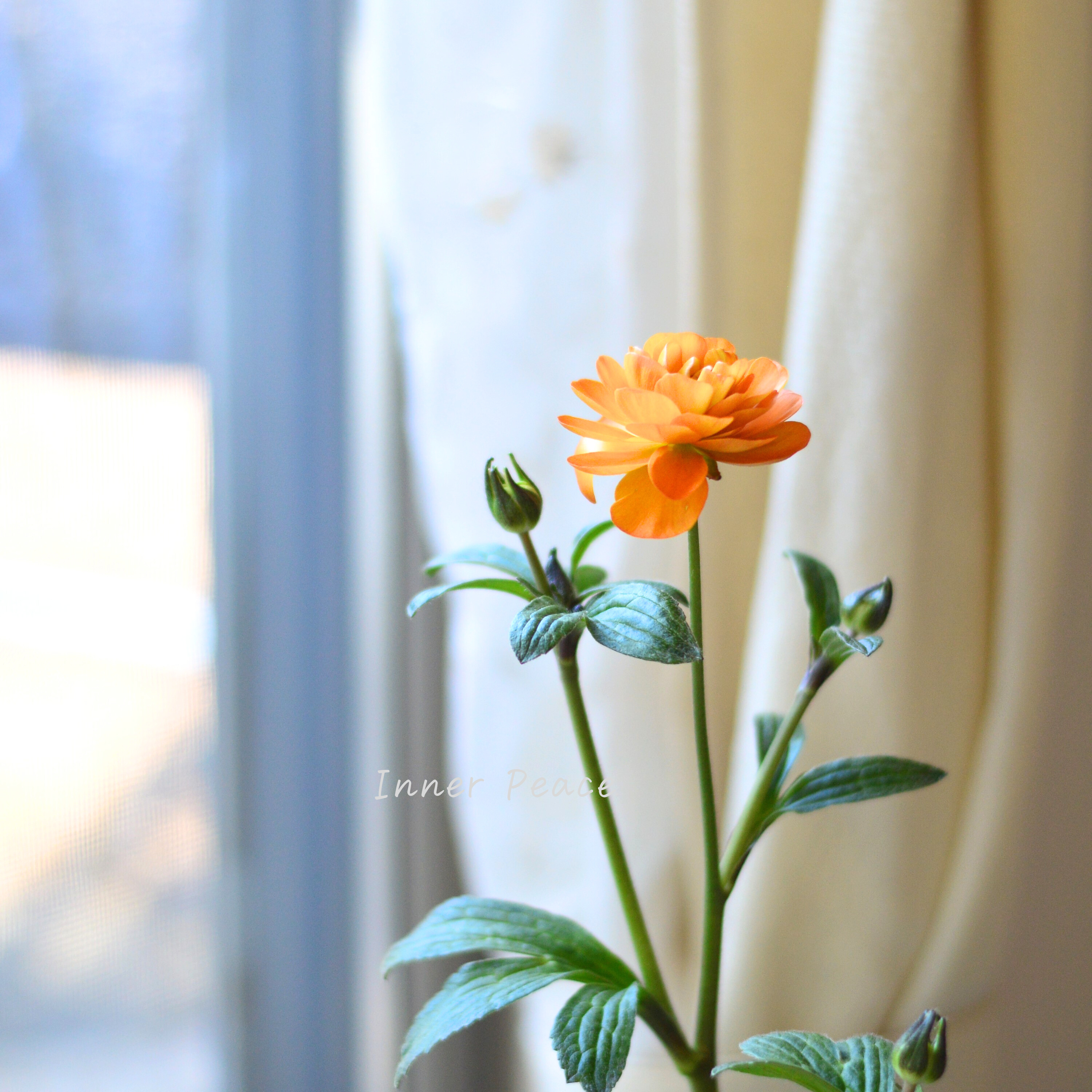 【美しい】 ラナンキュラス・ラックス 『ガラテア』 4寸POT