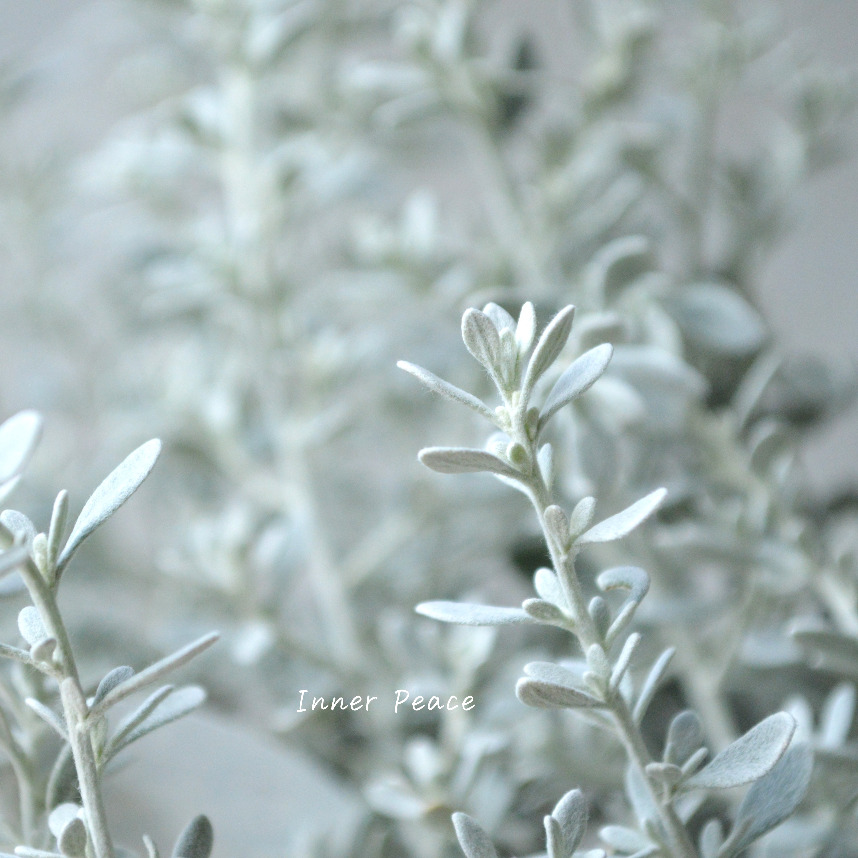 【寄せ植えに】 オレアリア 『リトルスモーキー』 3寸POT