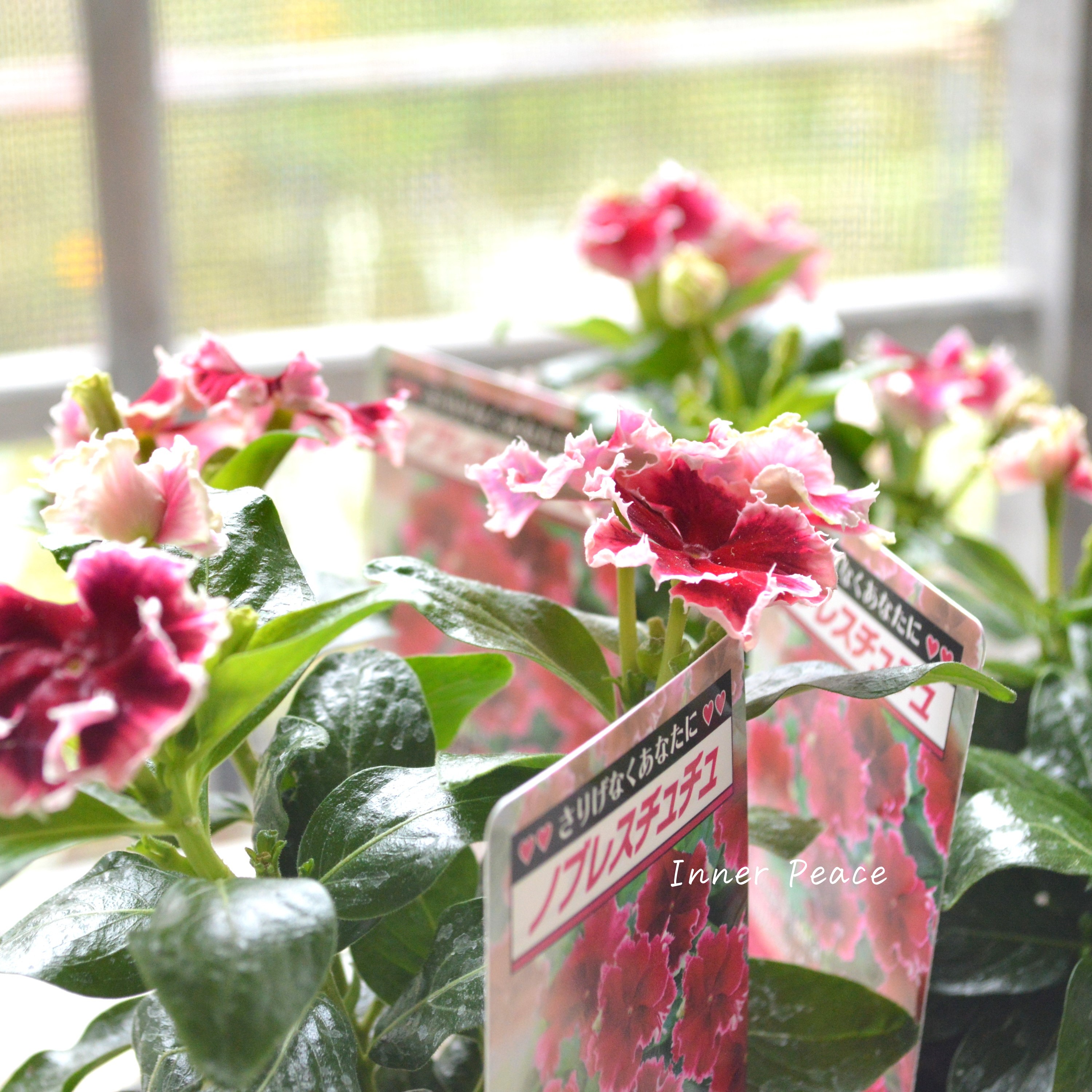 【北島園芸さん】 ニチニチソウ 『ノブレスチュチュ』 3.5寸POT