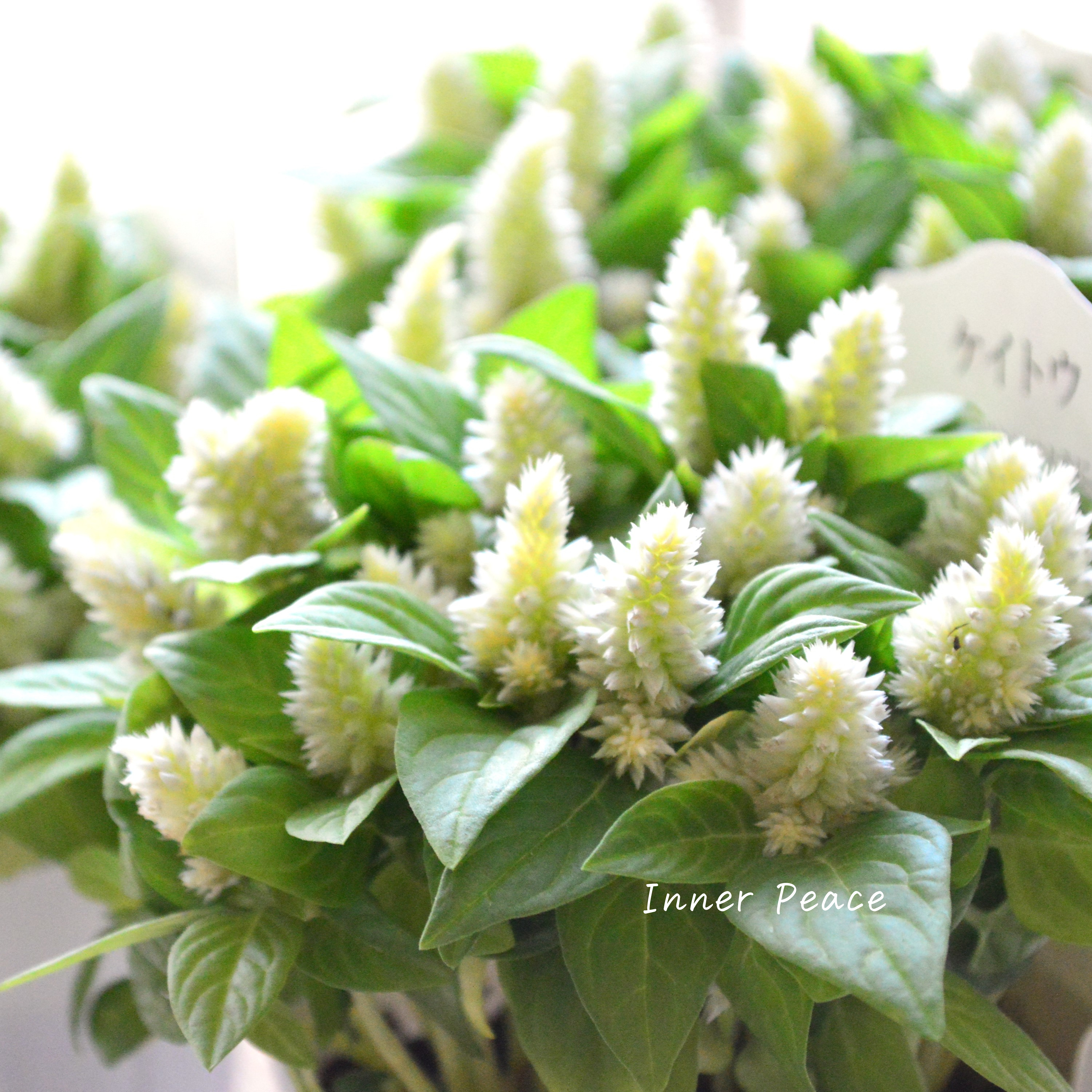 【秋のお花】 ケイトウ(多粒撒き) 『クリーム』 3寸POT