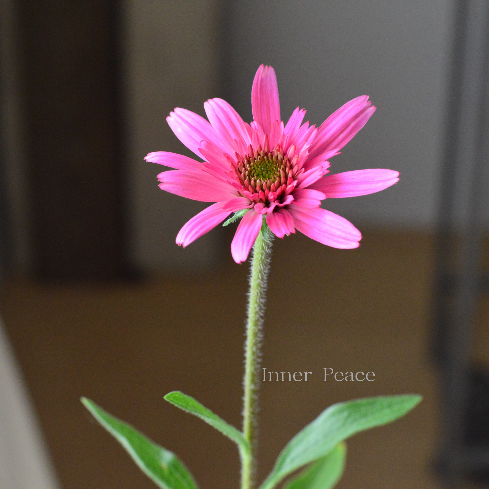 暑さ寒さに強い】 エキナセア 『サザンベル』 3寸POT