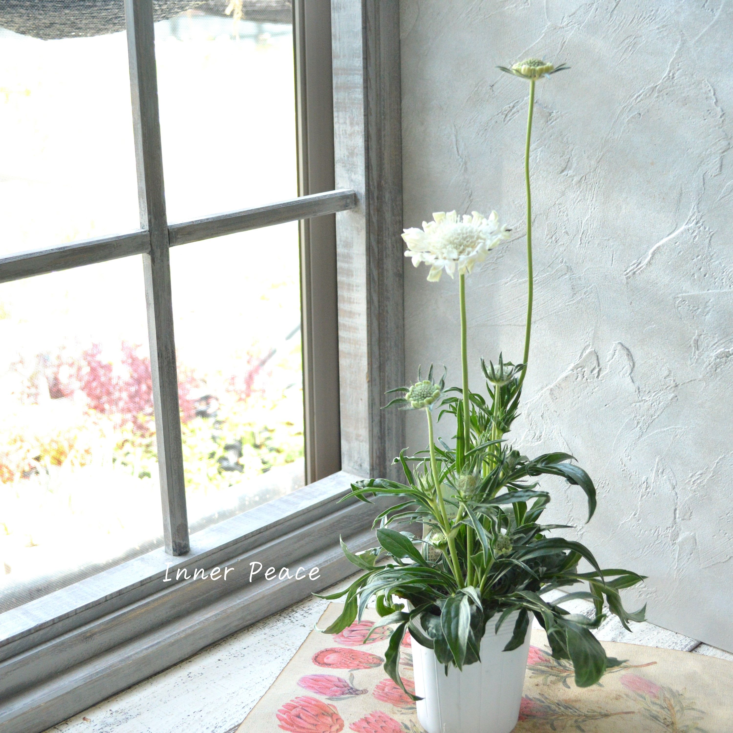 【大輪】 スカビオサ 『ファーマ・ホワイト』 3.5寸POT