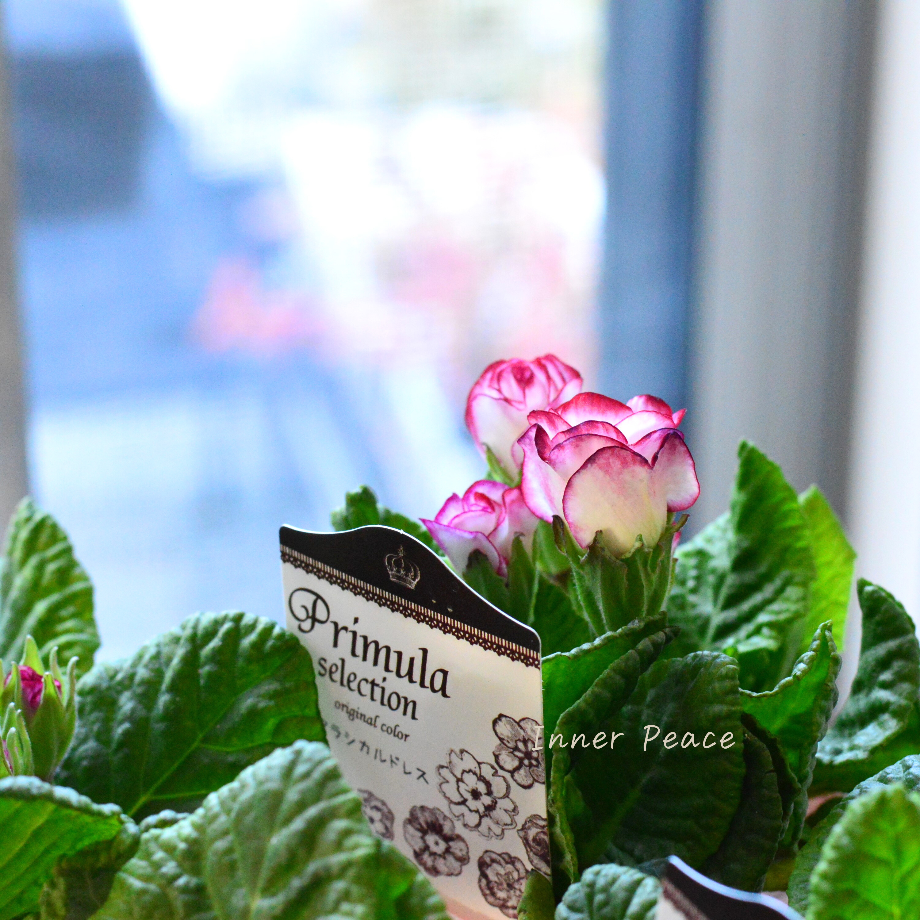 【k-plantsさん】 バラ咲き プリムラ 『クラシカルドレス』 2.5寸ロングPOT