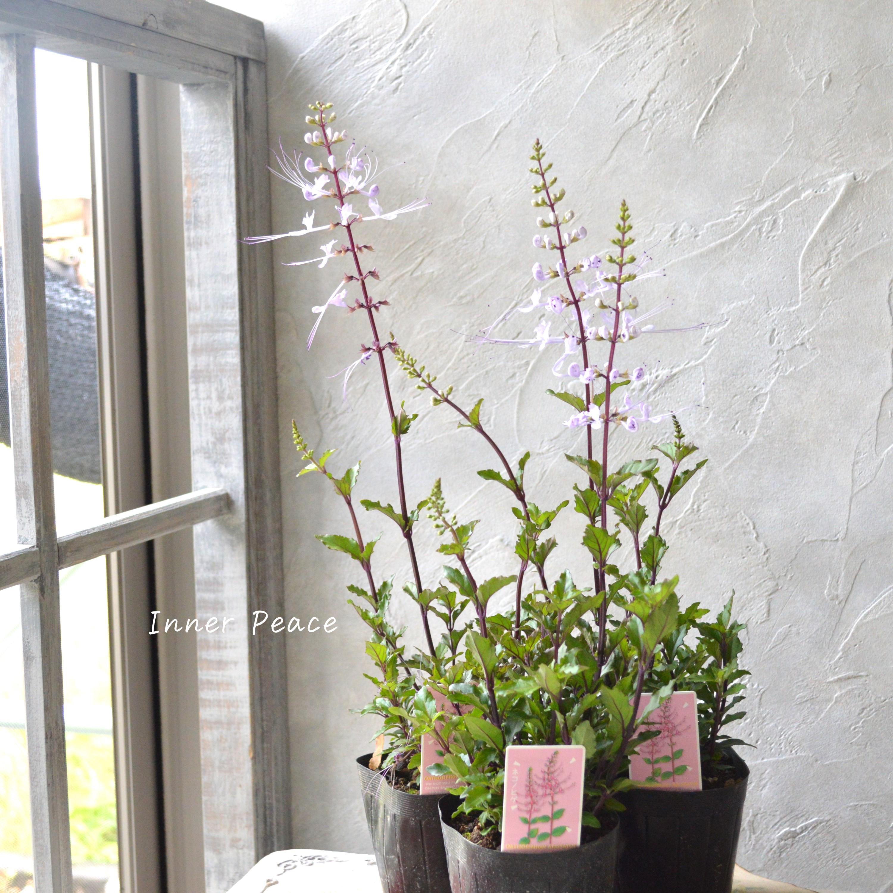 【暑さに強い】 ねこのひげ ピンク 3寸POT