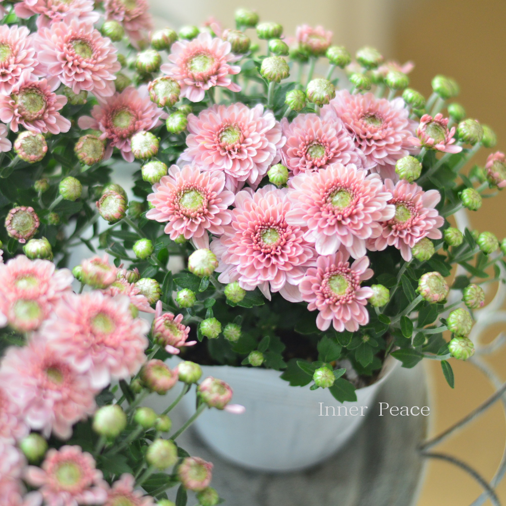 【アンティーク】 クリサンセマム・アラモード 『サーモン』 3.5号POT