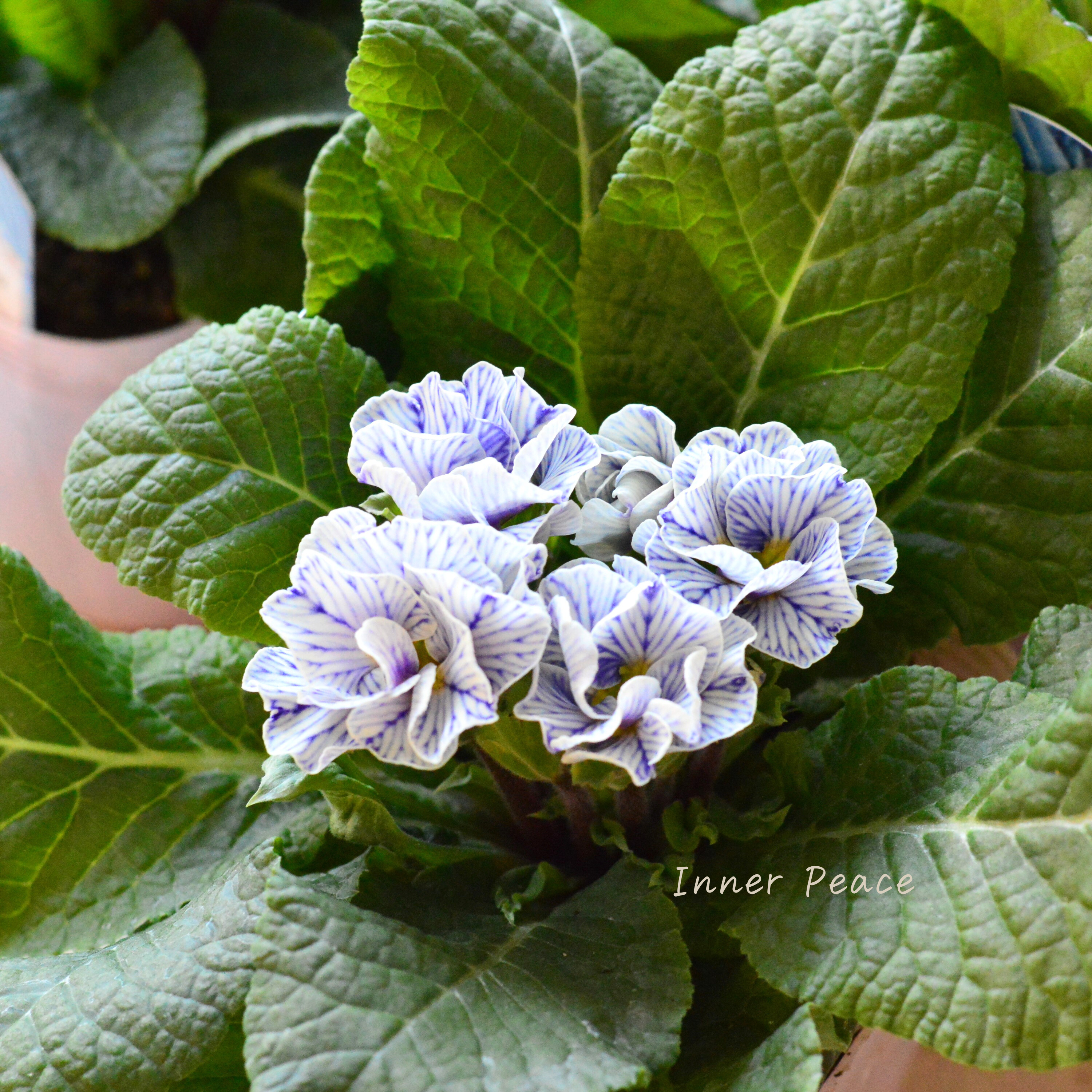 【個性的】 プリムラ 『ヴィンテージフリル』 3寸POT