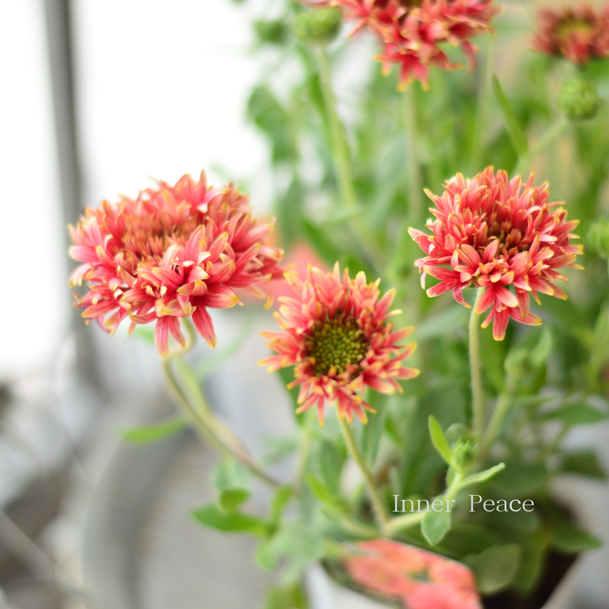 人気】 ガイラルディア 『ガリア・ピンクスパーク』 3寸ロングPOT