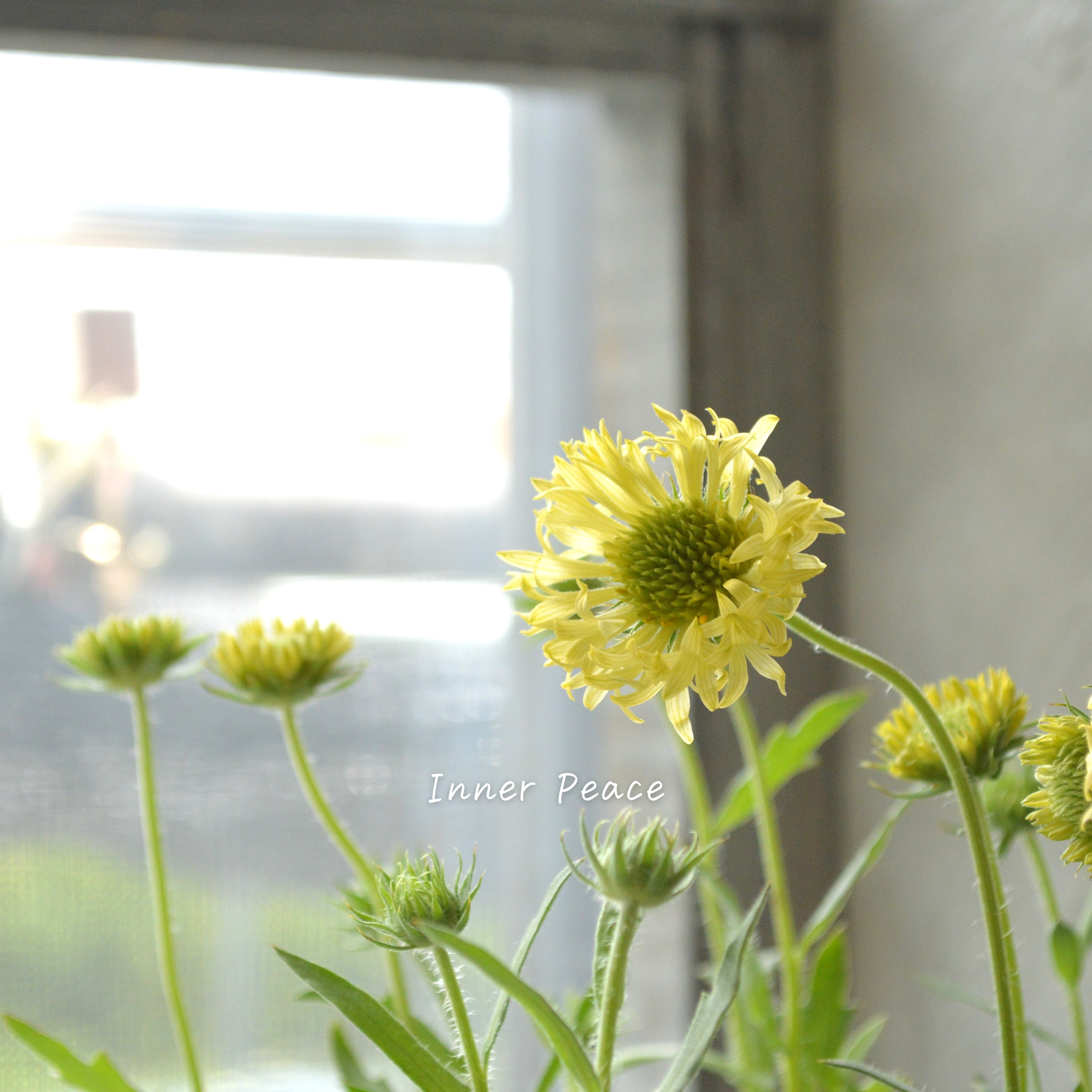 【人気】 ガイラルディア 『フルーティ・ハニーレモン』 3寸ロングPOT