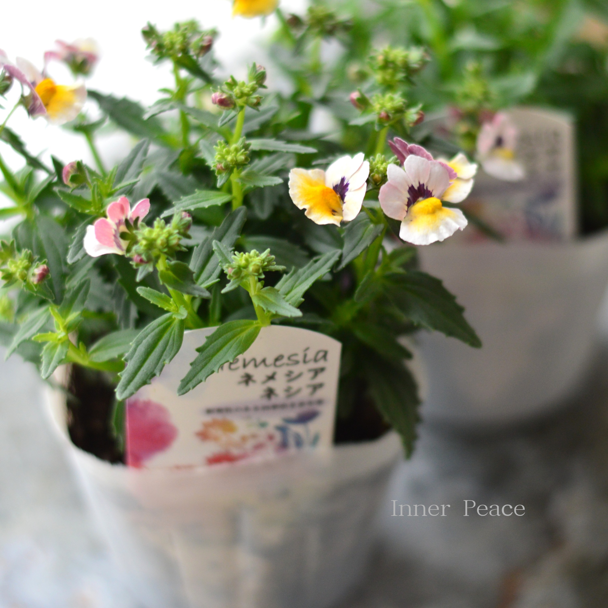 【宿根】 大輪ネメシア・ネシア 『バナナベリー』 3.5寸POT