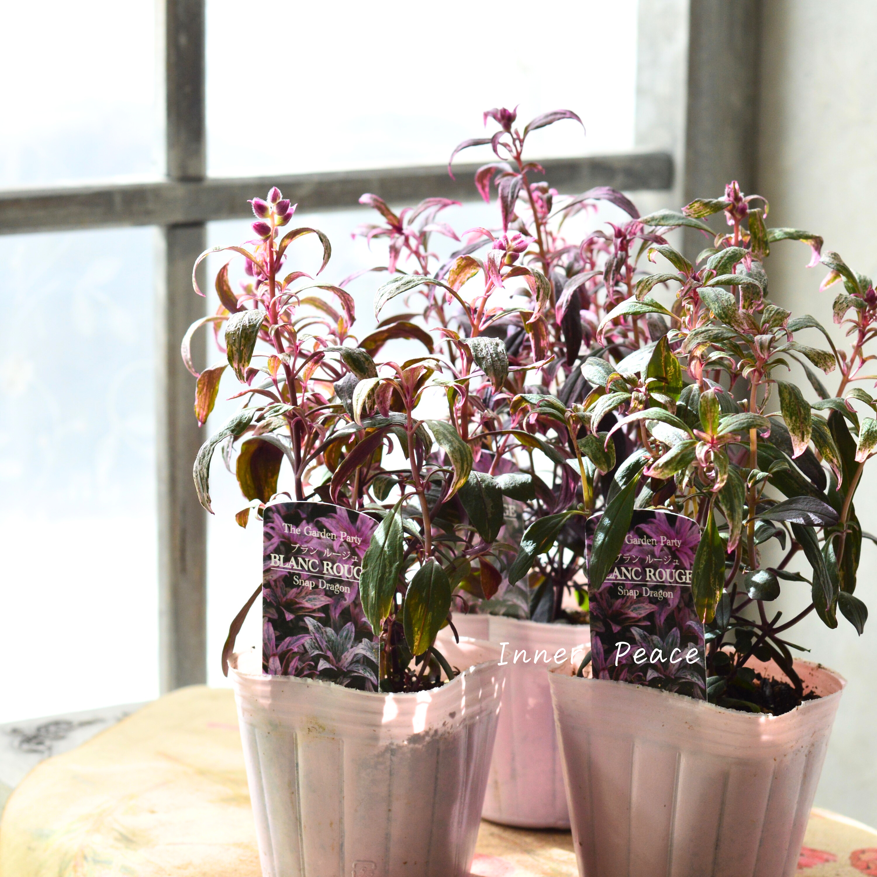 【カラーリーフ】 キンギョソウ 『ブランルージュ』 3寸POT