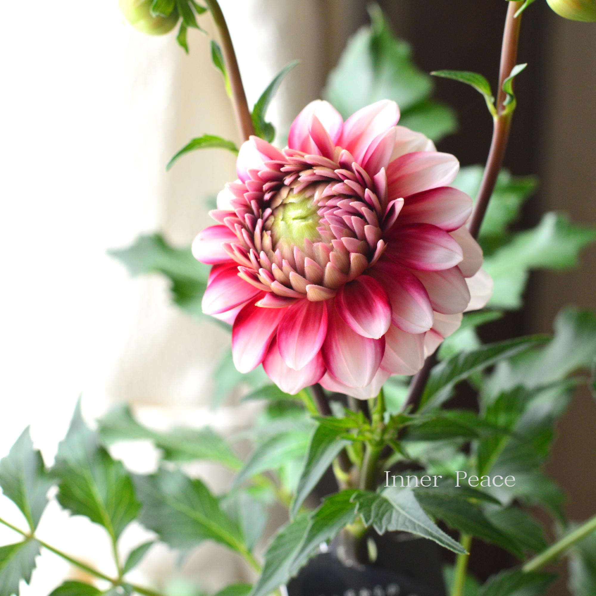 三代目板金屋 ✿花と四季•ダリア✿ SPECIAL - Mother's Day - 三代目板金屋 ONLINE SHOP 三代目板金