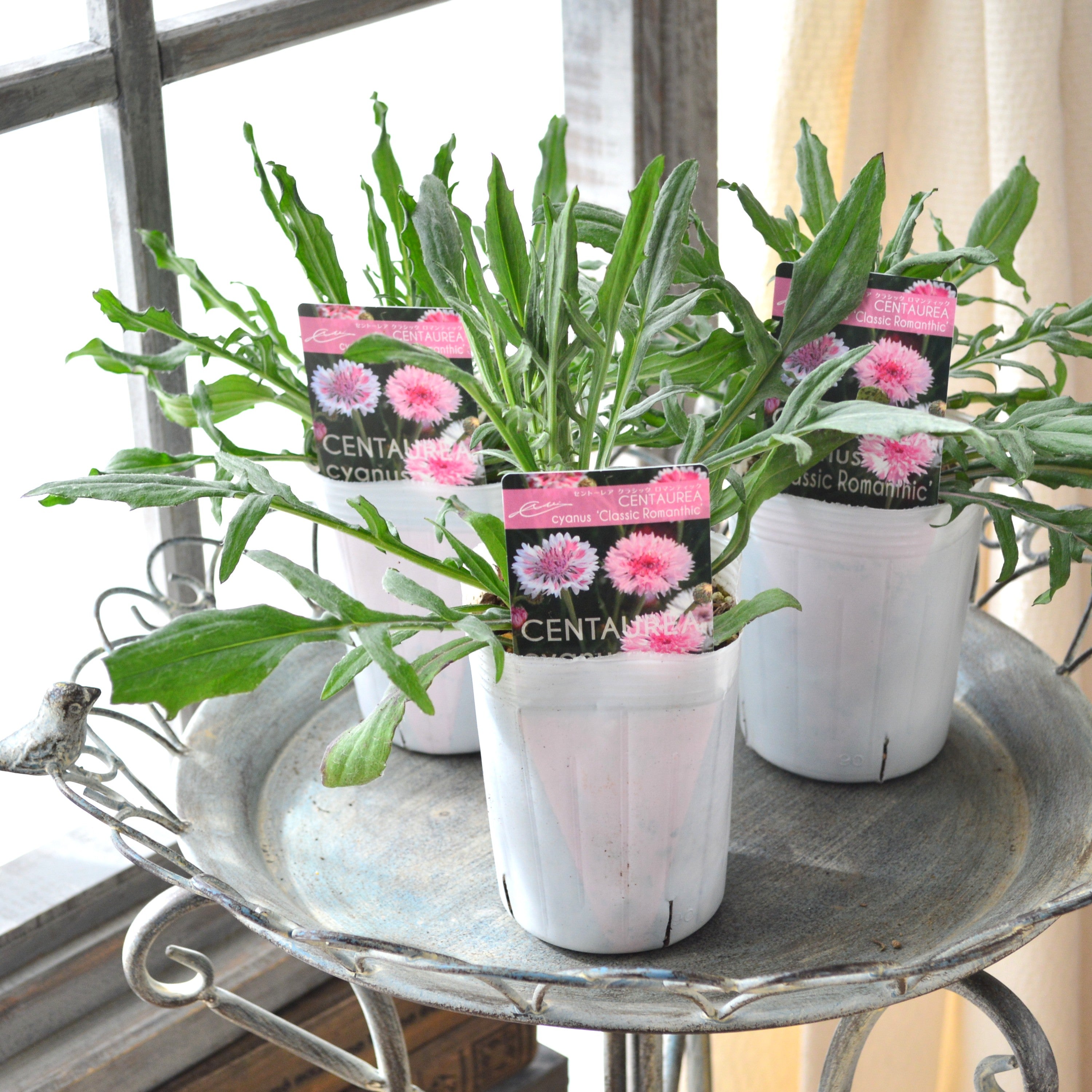 【寒さに強い】 セントーレア(矢車草) 『クラシックロマンティック』植え込み用 3寸POT