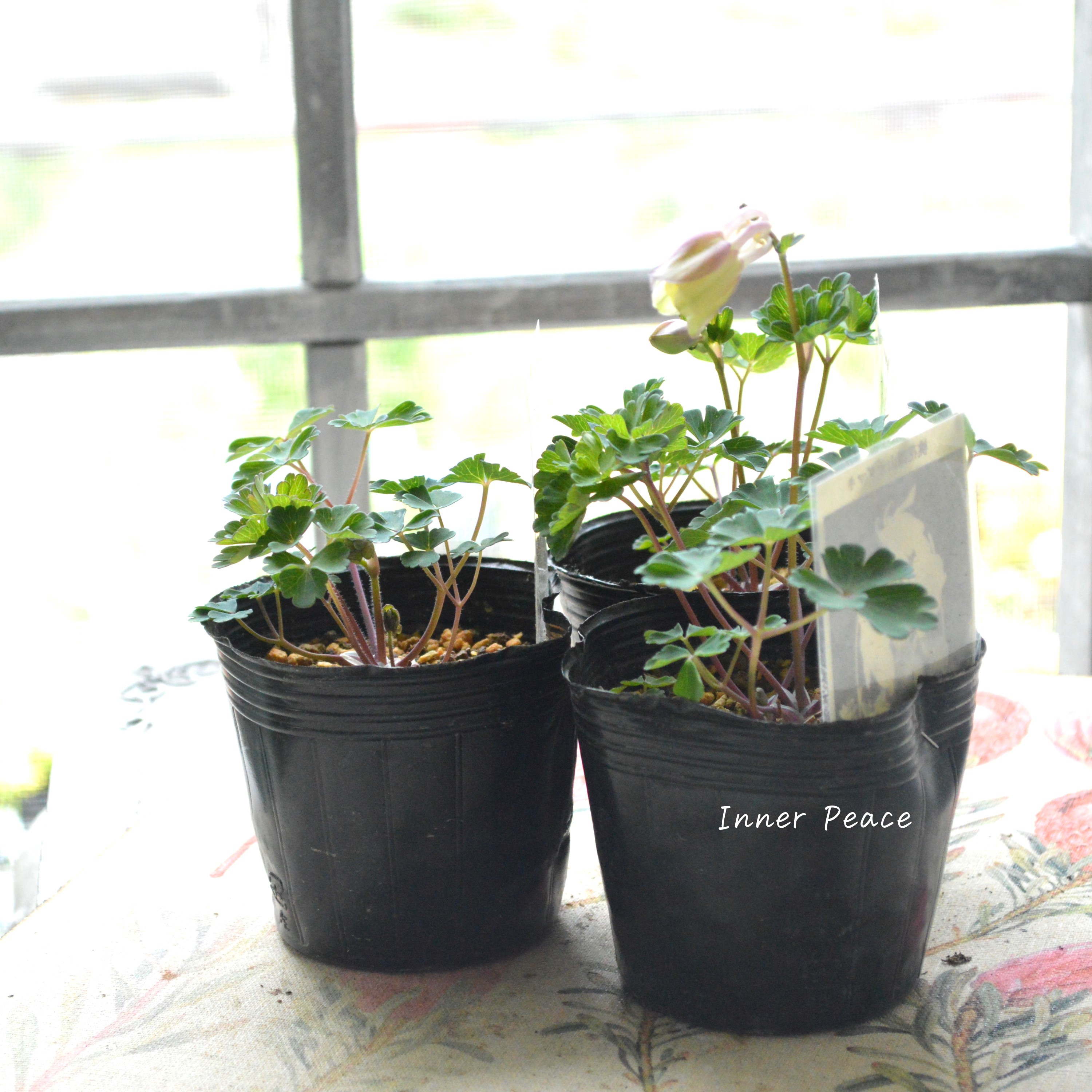 【美しい】 深山オダマキ 『桃花』 3寸POT