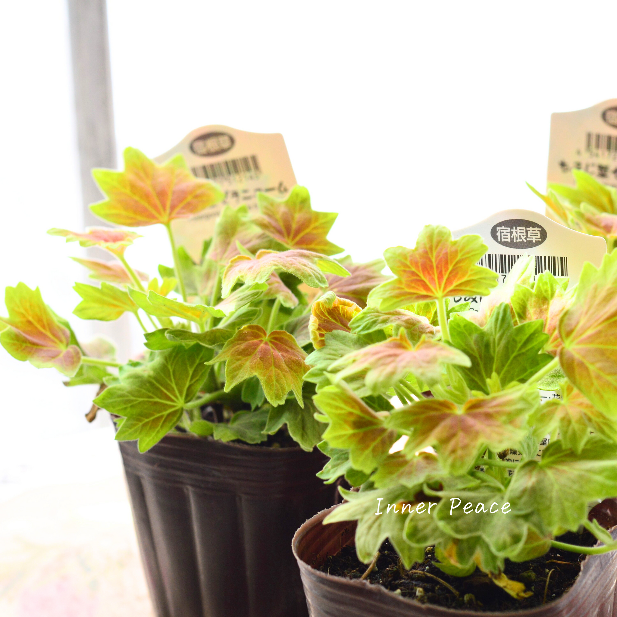 4e76fc2b0c789e7eb3e37761ddc775