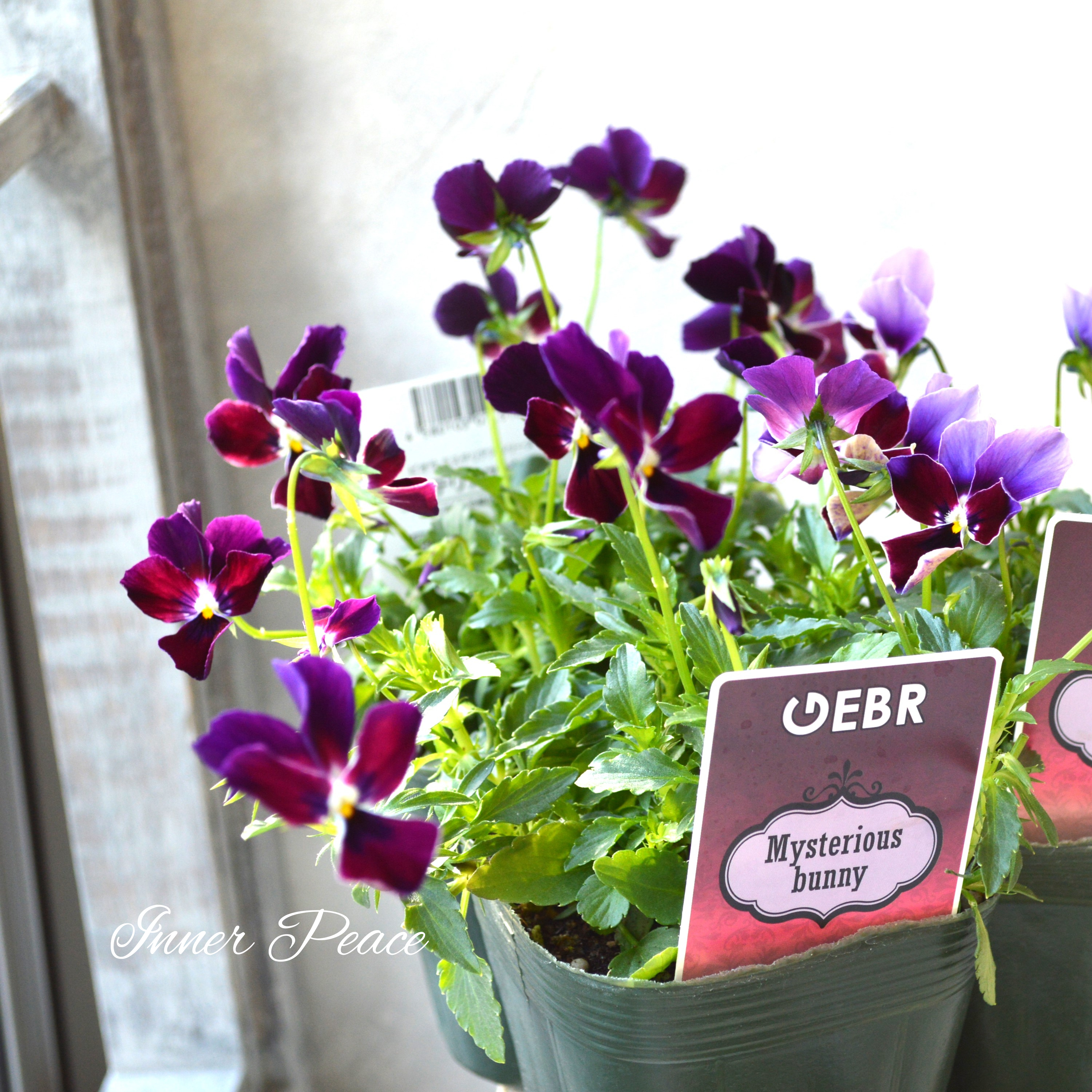 【ゲブラさん】 ビオラ 『ミステリアスバニー』 3.5寸POT